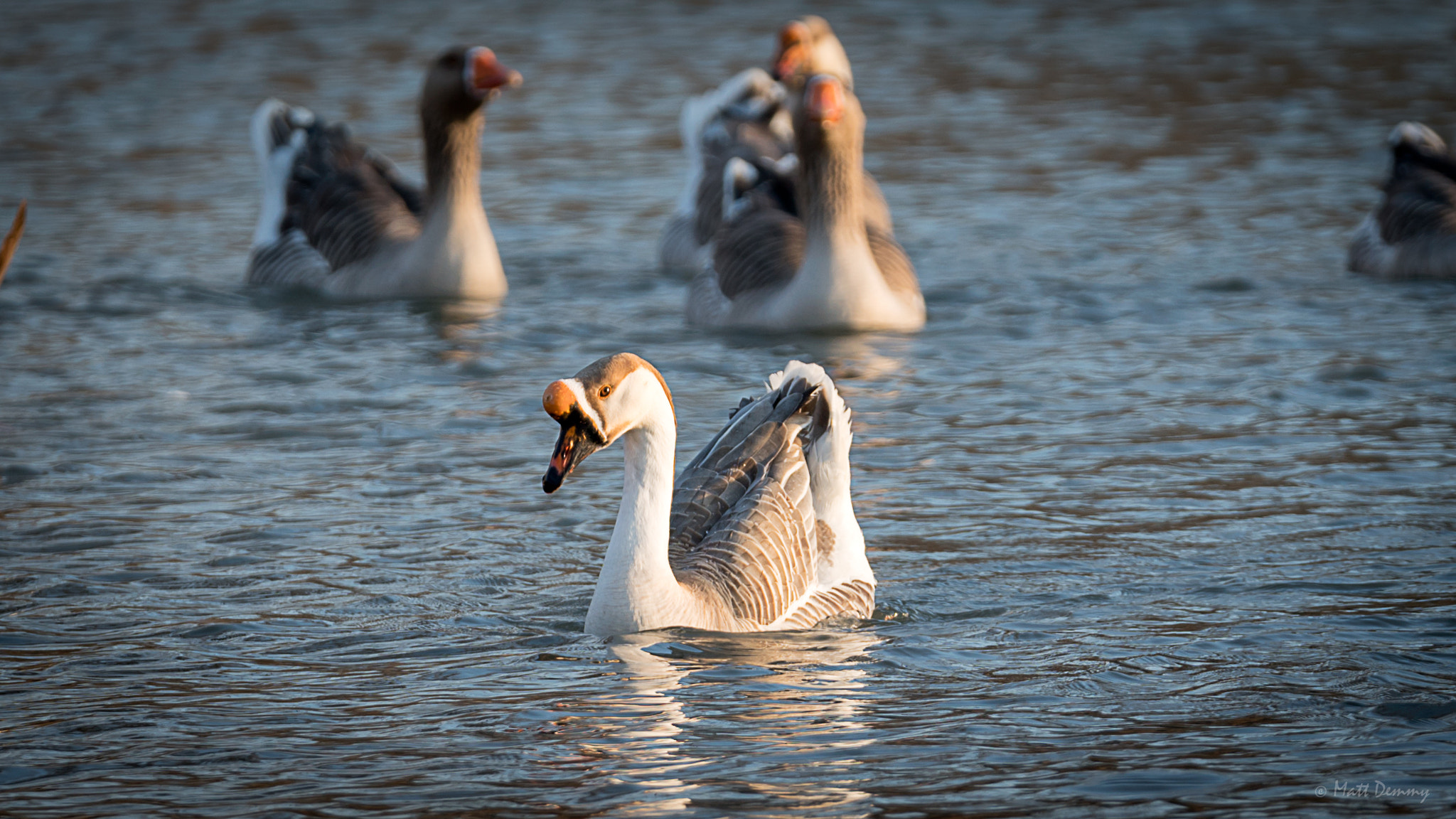 Sony FE 70-200mm F2.8 GM OSS sample photo. Geese photography