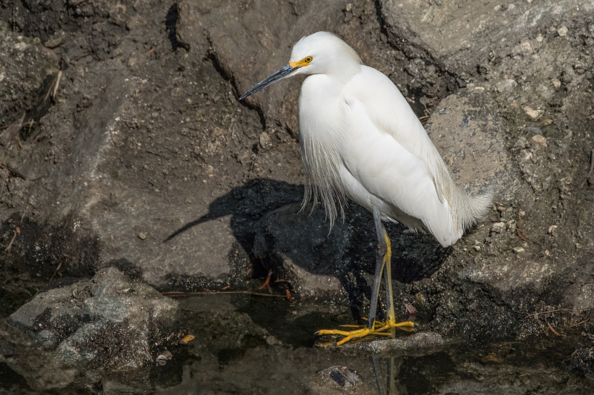 XF100-400mmF4.5-5.6 R LM OIS WR + 1.4x sample photo. Egret photography