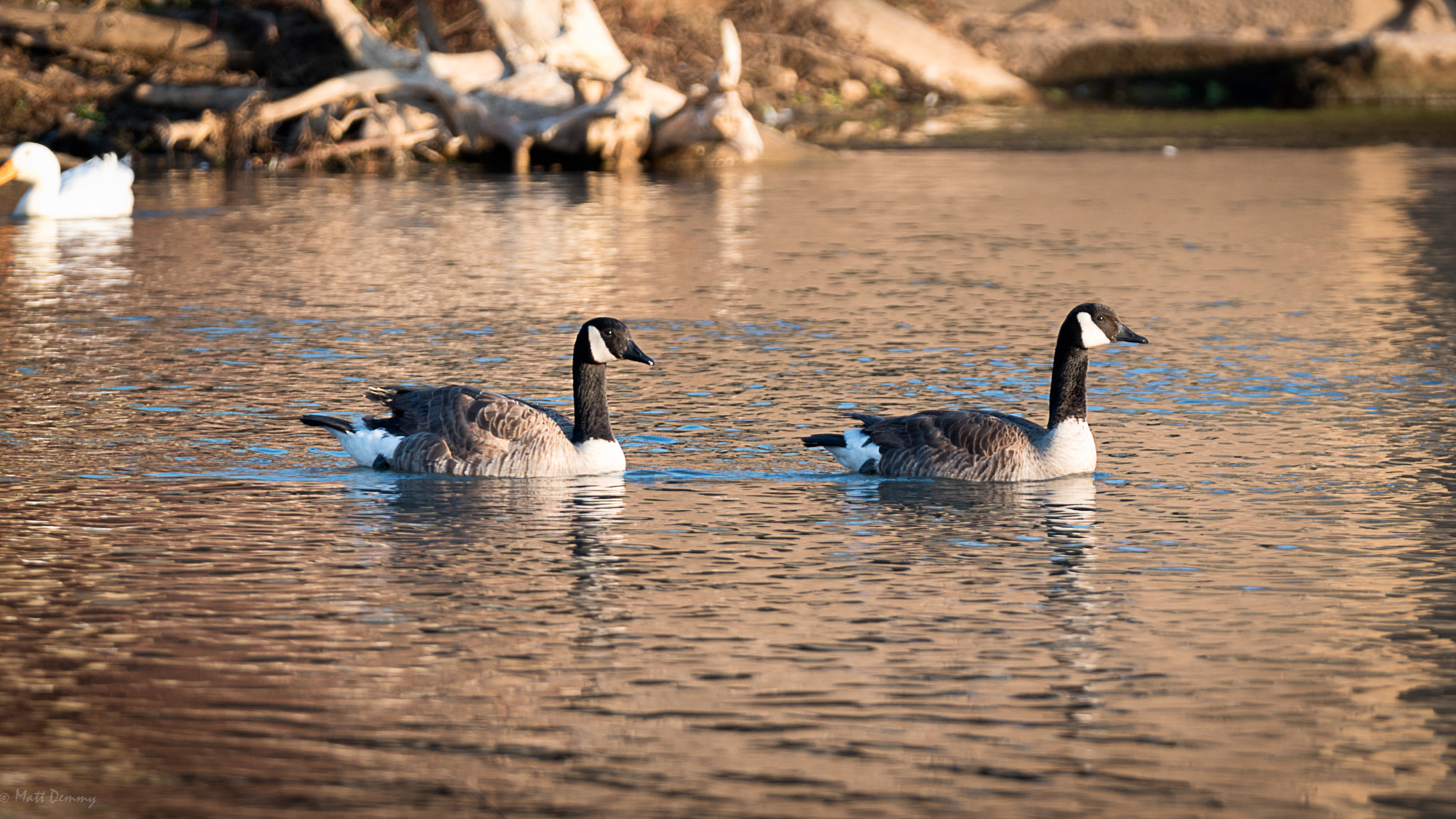 Sony a7R II sample photo. Golden geese photography