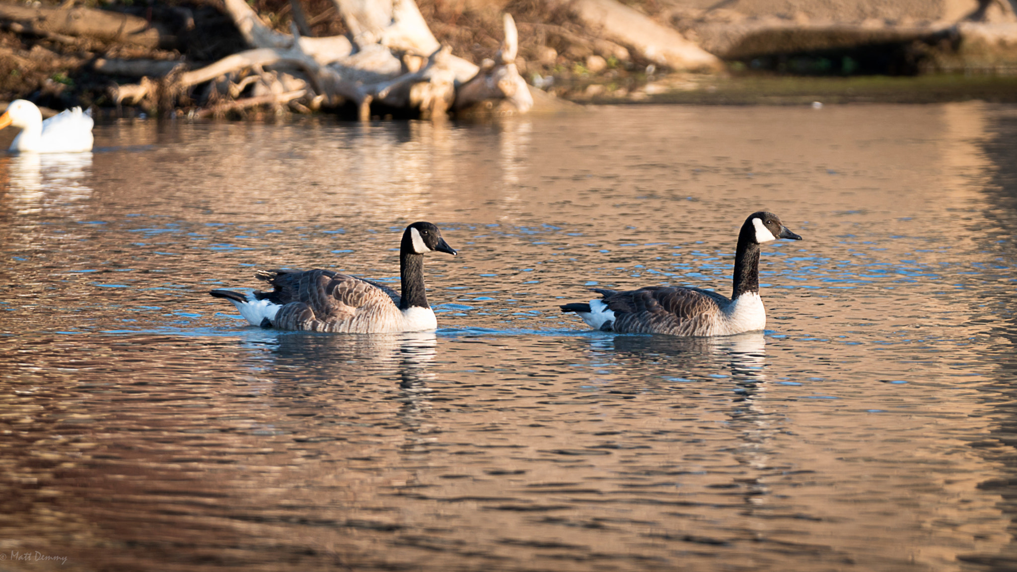 Sony FE 70-200mm F2.8 GM OSS sample photo. Golden geese photography