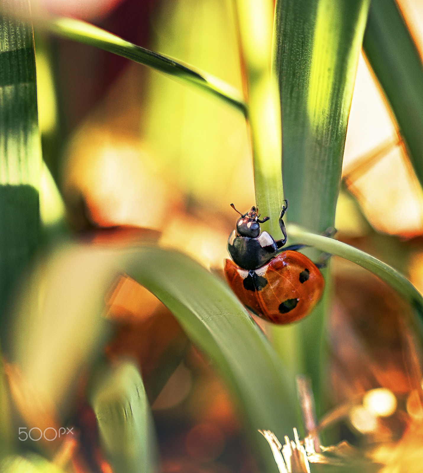 Sigma 105mm F2.8 EX DG OS HSM sample photo. Neighbours garden - climb into the light photography