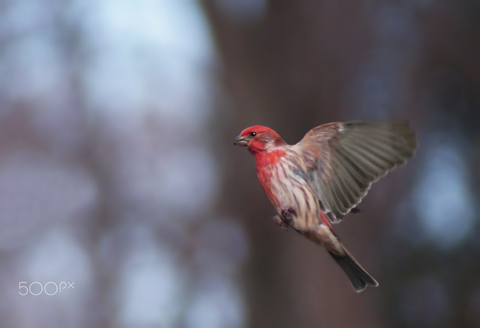 Sony SLT-A37 + Sony 75-300mm F4.5-5.6 sample photo. House finch photography