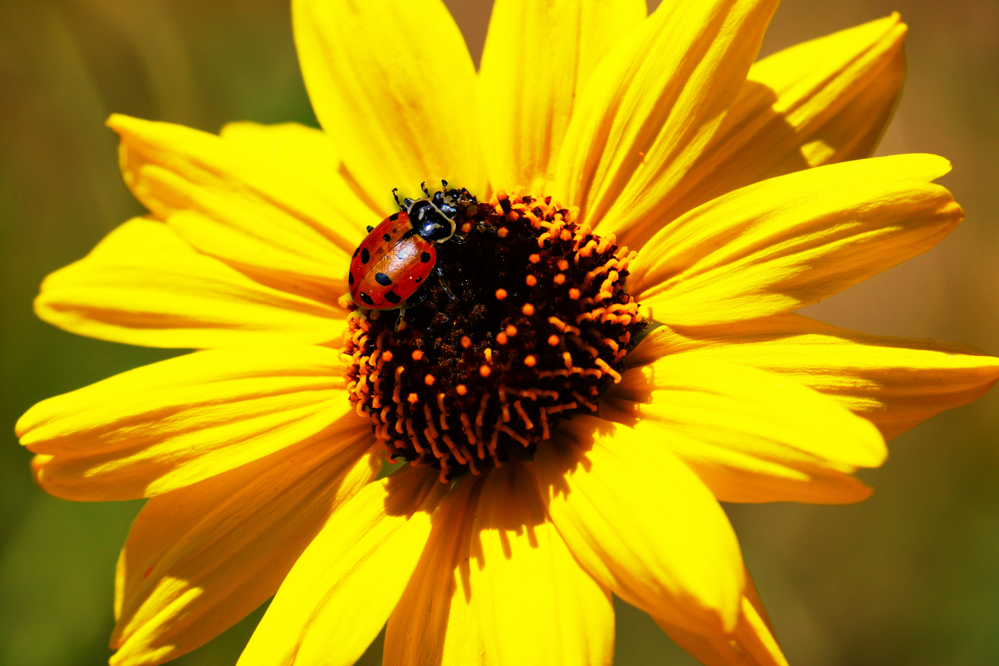 Sony Alpha NEX-7 sample photo. Ladybug photography