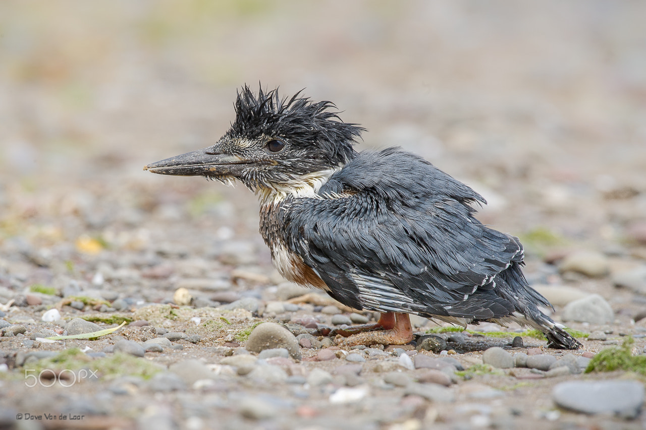 Nikon D3S + Nikon AF-S Nikkor 600mm F4G ED VR sample photo. Belted kingfisher photography