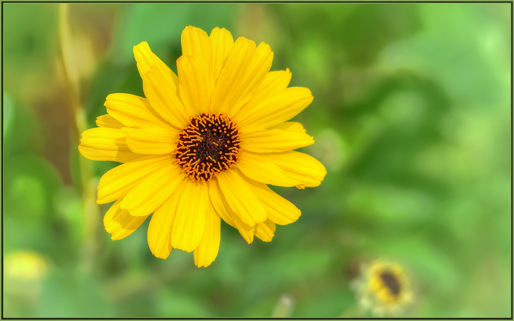 Sigma 120-400mm F4.5-5.6 DG OS HSM sample photo. Yellow please, thank you photography