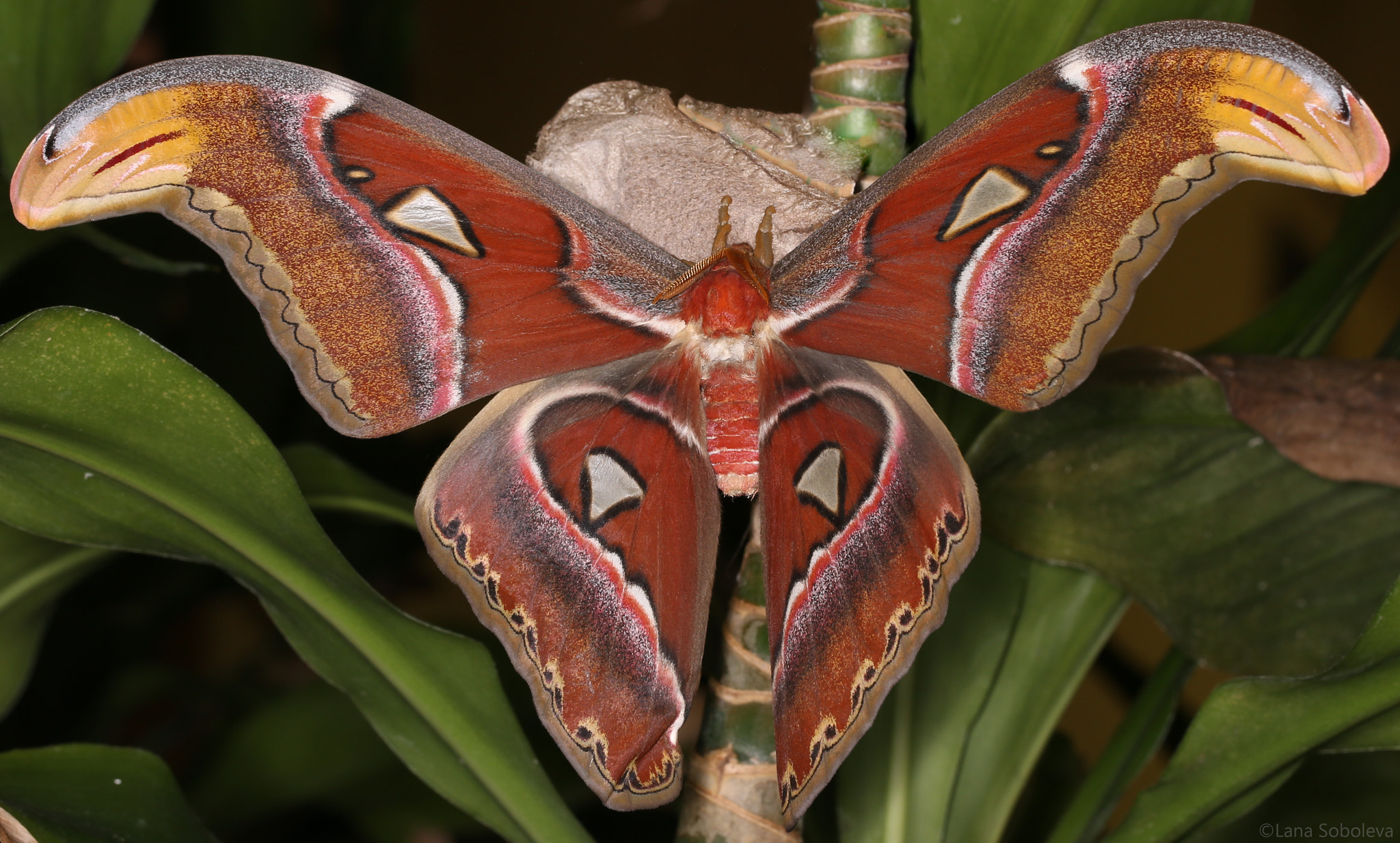 Canon EF 100mm F2.8L Macro IS USM sample photo. Atlas moth photography