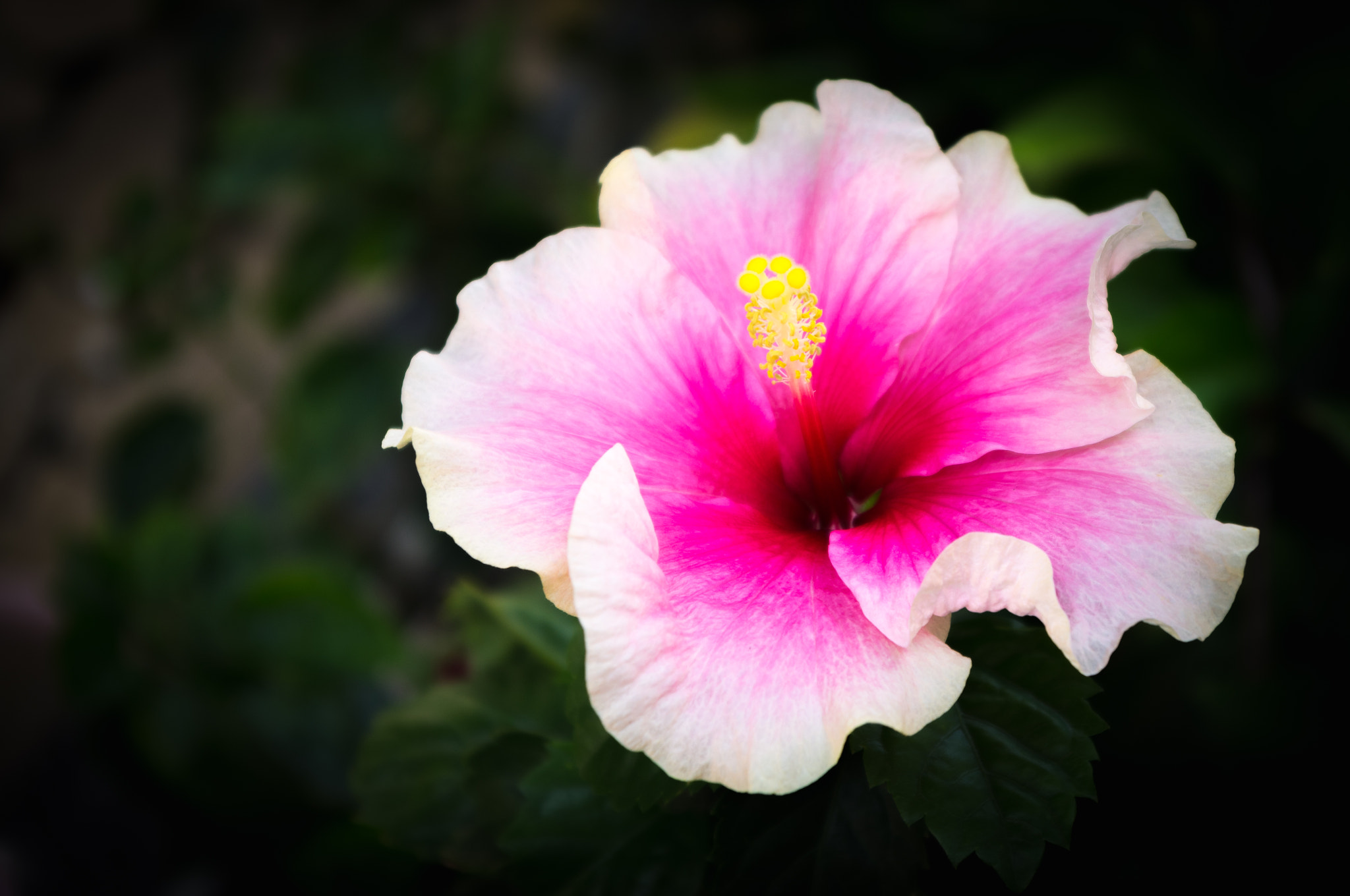 Pentax K-r sample photo. Hibiscus rosa-sinensis photography