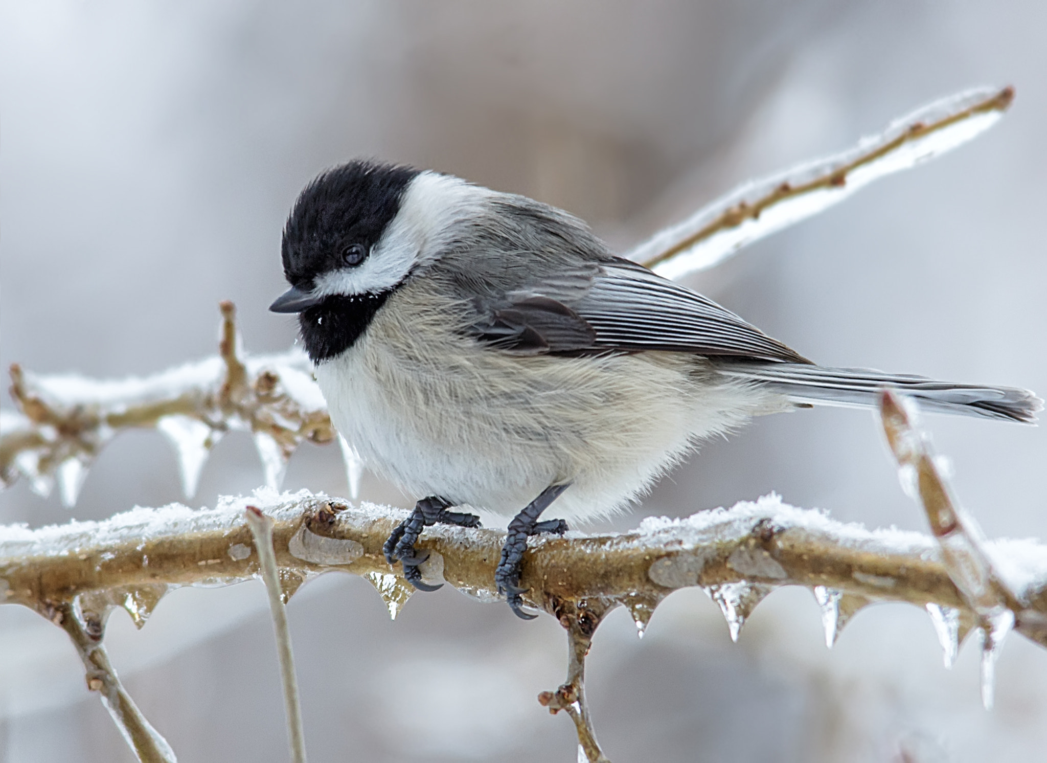 Canon EOS 60D + Sigma 150-500mm F5-6.3 DG OS HSM sample photo. Chickadee photography