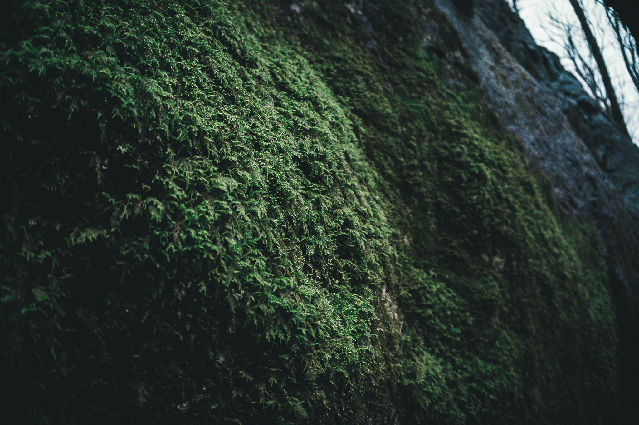 Sony Alpha NEX-6 sample photo. Rock trail photography