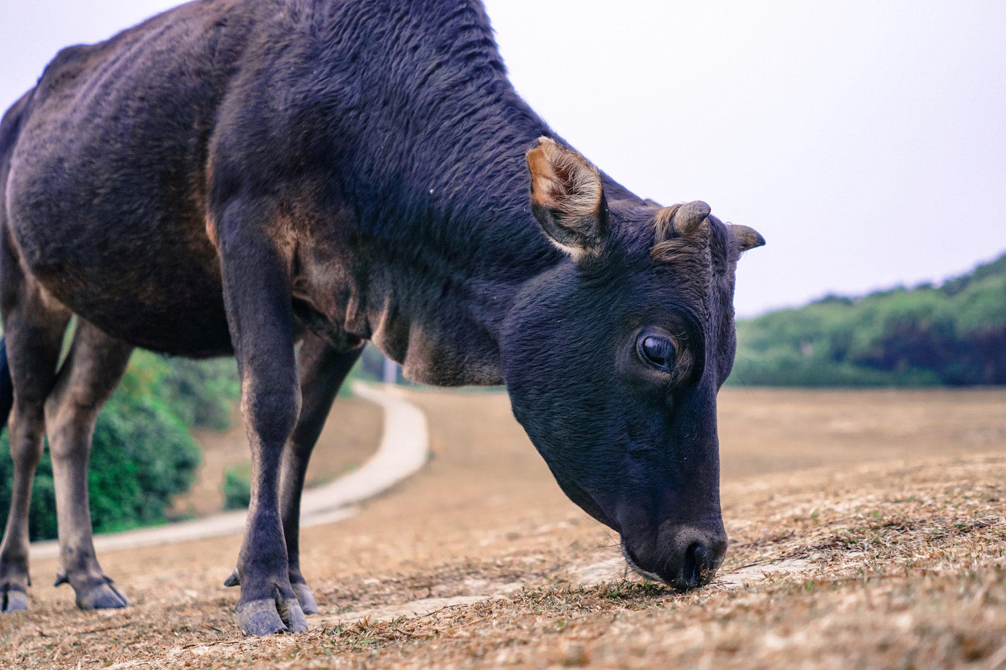 Sony FE 28mm F2 sample photo. Close up cow photography