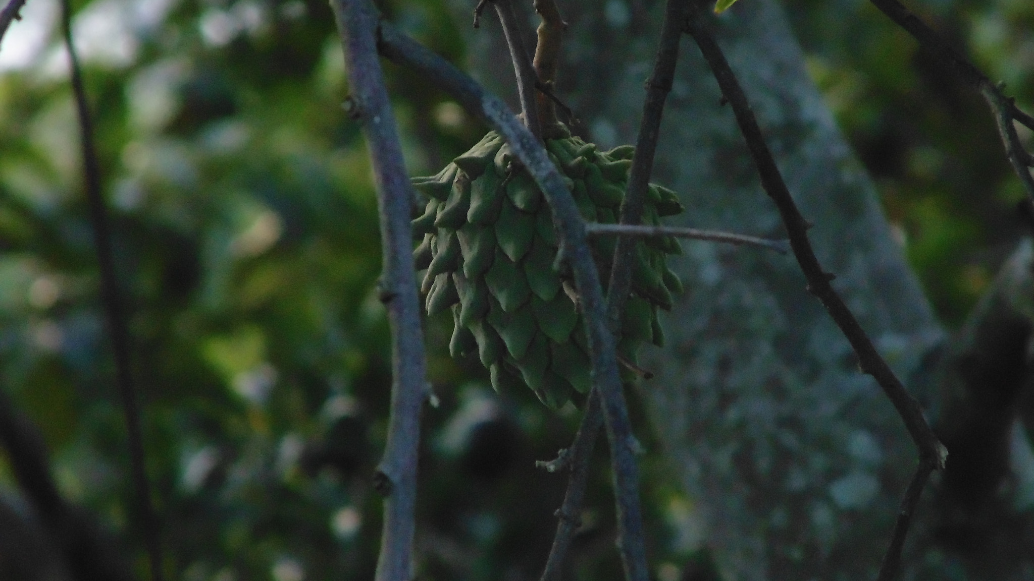 Sony DSC-H100 sample photo. Which fruit is this? photography