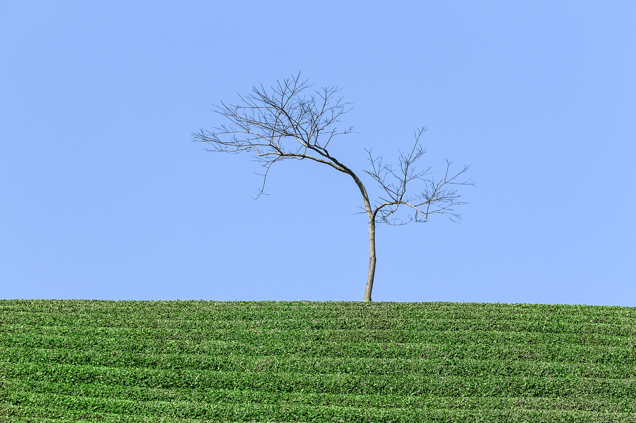 Canon EF 70-200mm F2.8L IS USM sample photo. Môc châu photography