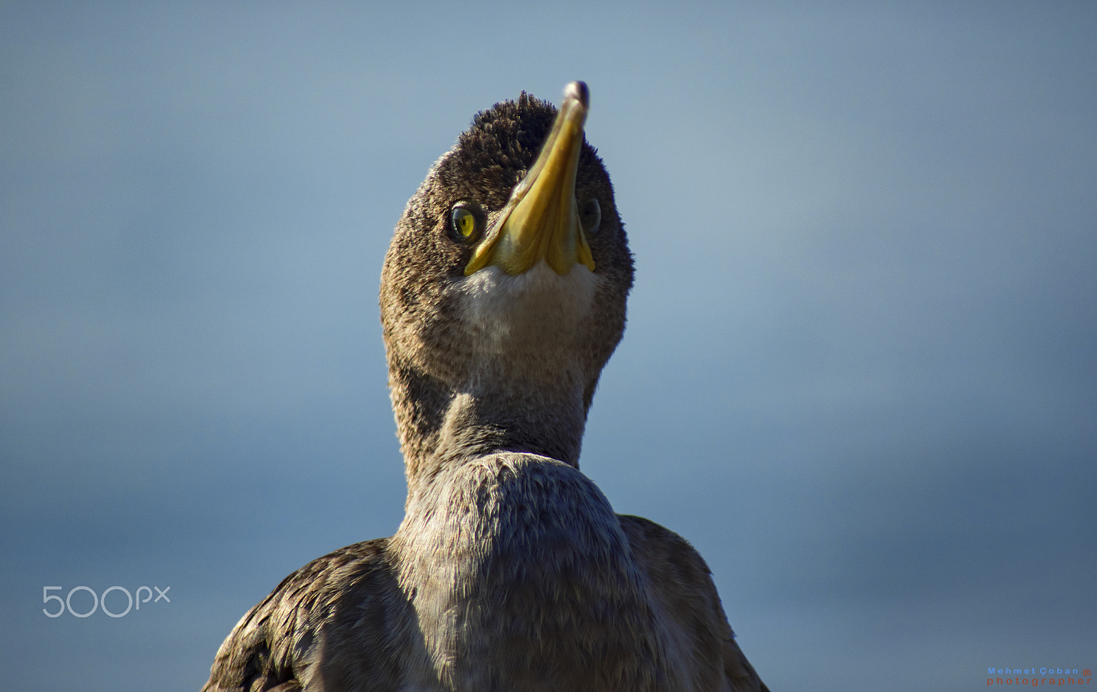 smc PENTAX-FA 100-300mm F4.7-5.8 sample photo. Cormorant portre photography