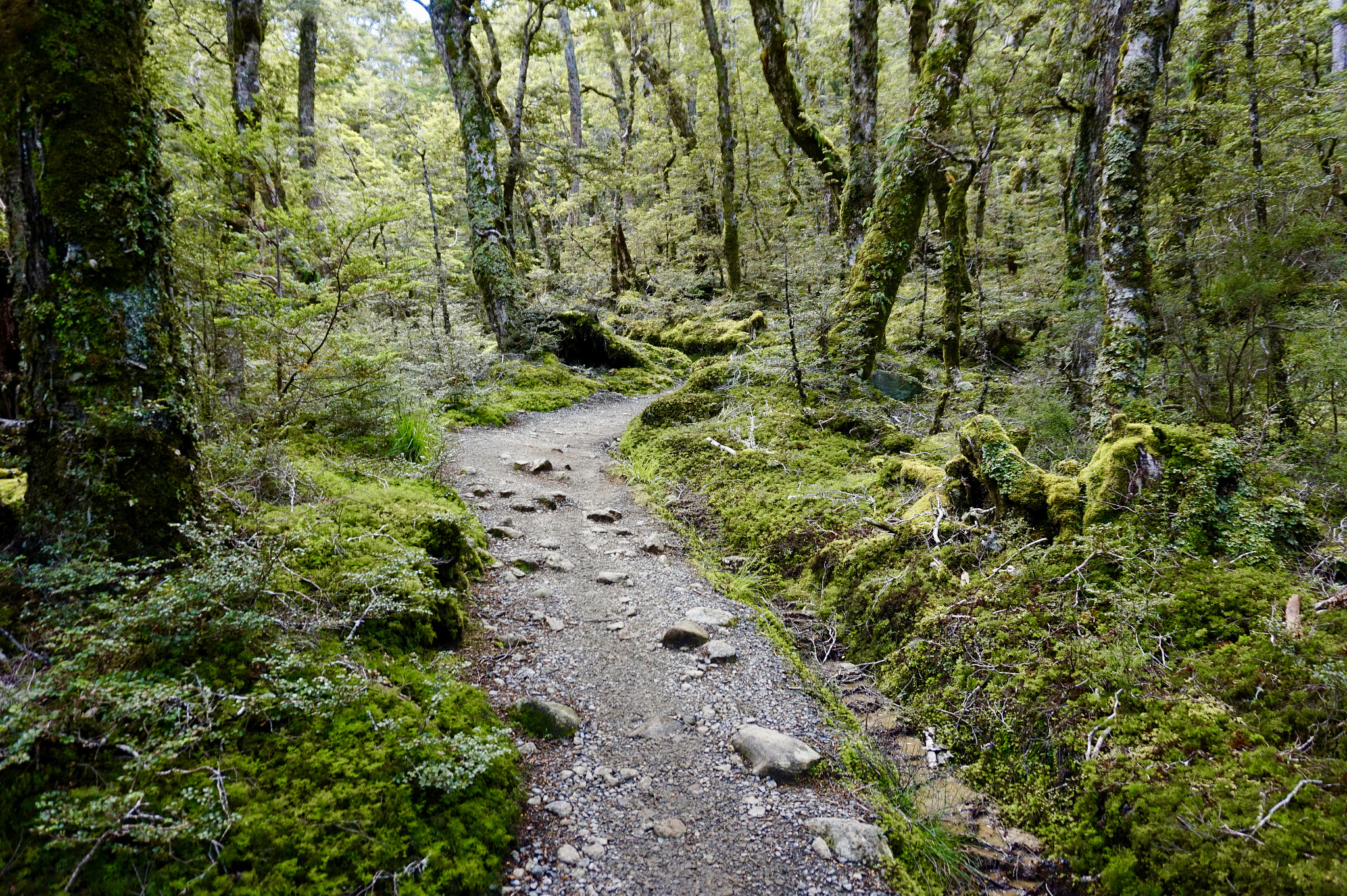 Sony Alpha a5000 (ILCE 5000) + Sony E 18-50mm F4-5.6 sample photo. Lost in the woods photography