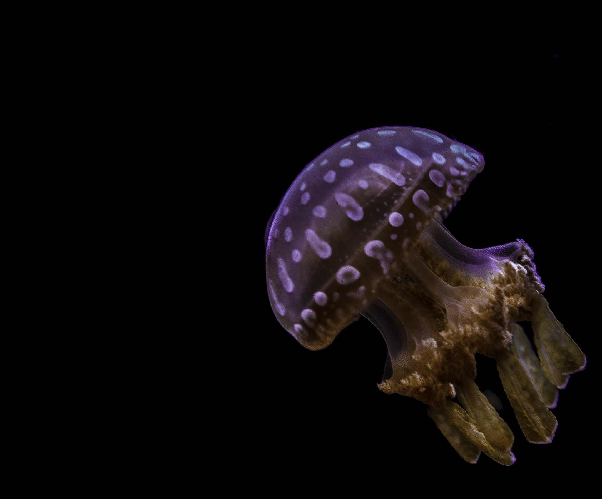 Canon EOS 60D + Canon EF 24-70mm F2.8L USM sample photo. Tropical lagoon jellyfish photography