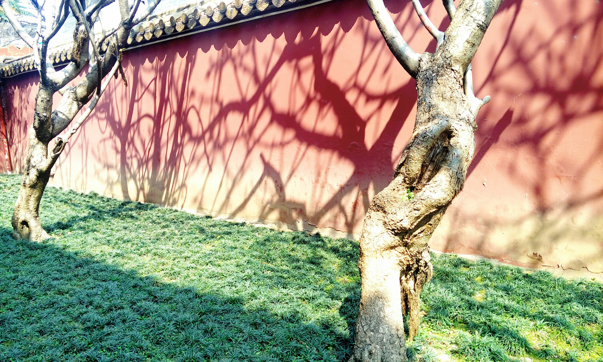 Meizu MX4 sample photo. Shadows on the wall photography