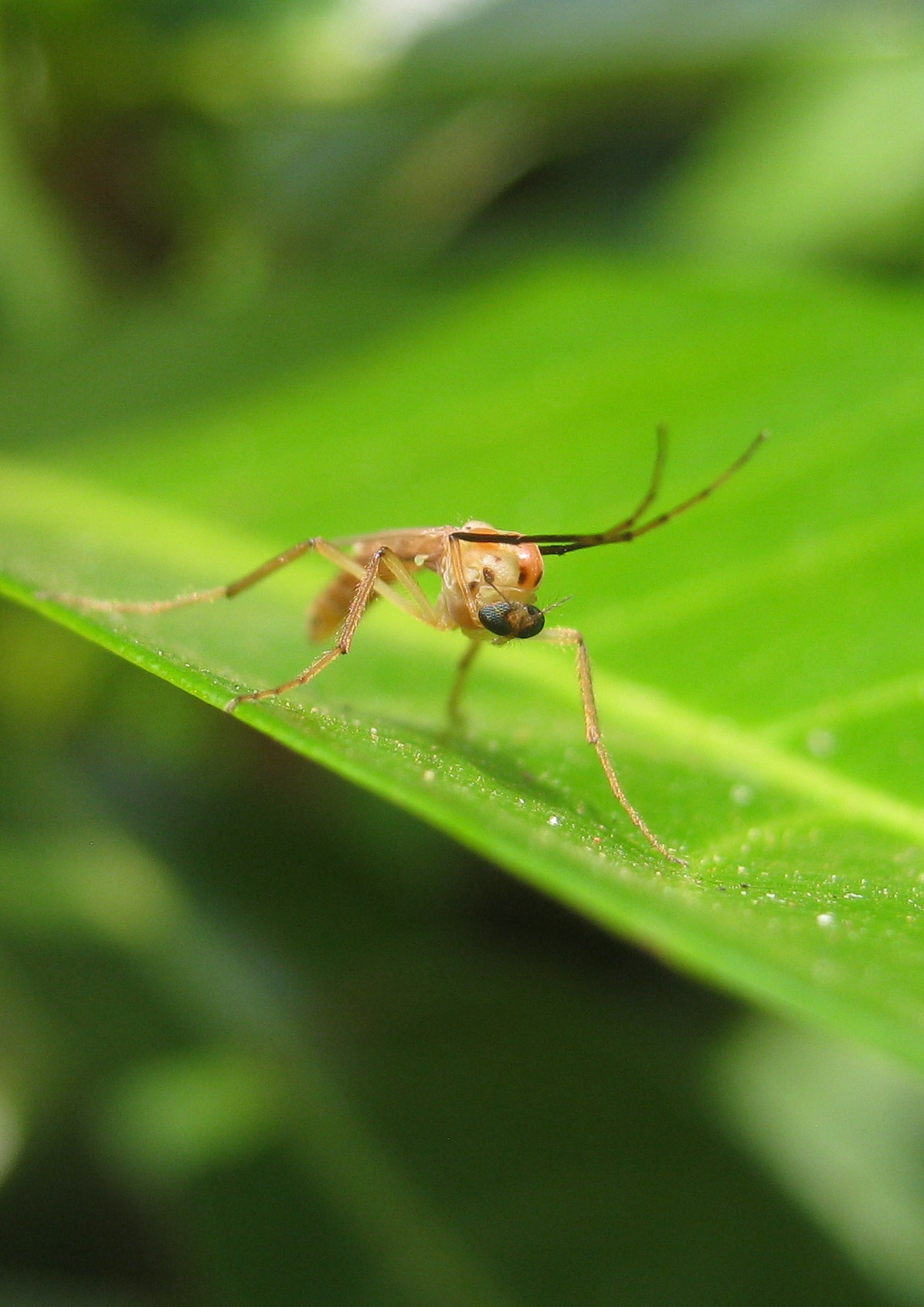 Canon PowerShot A495 sample photo. Male mosquito.... photography