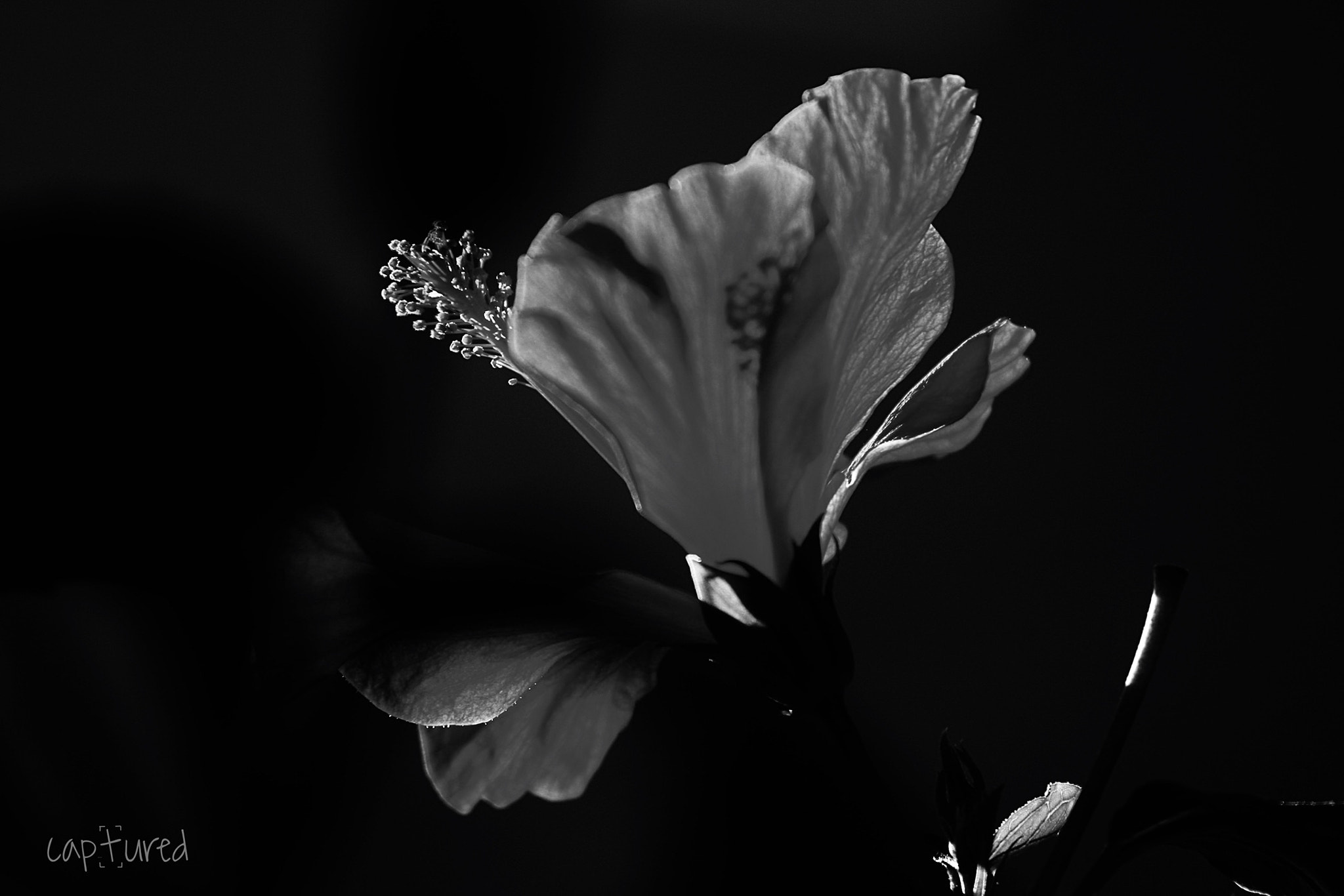 Canon EOS 40D sample photo. Shadow of the hibiscus photography
