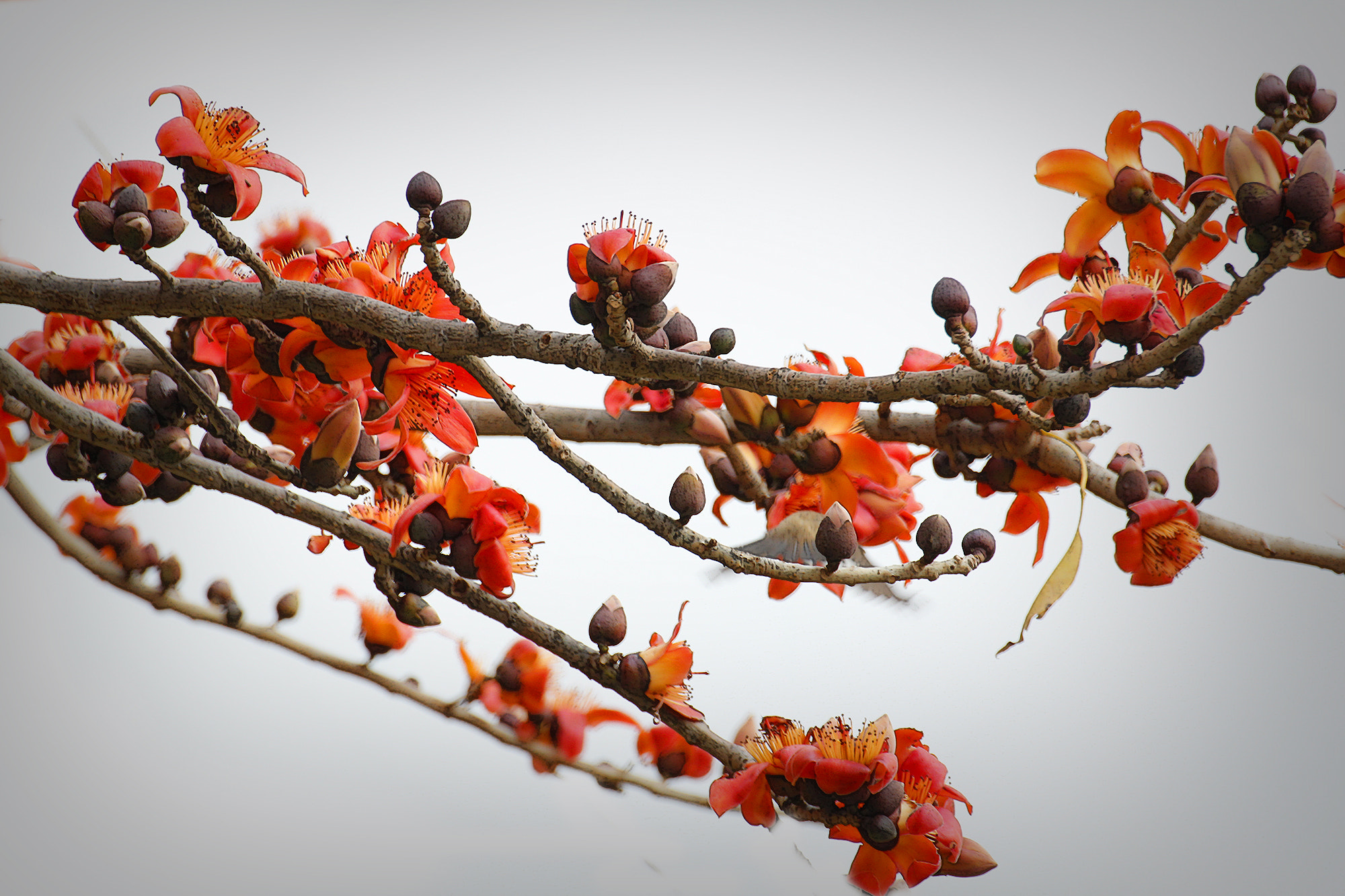 Canon EOS 60D + Tamron SP 70-300mm F4-5.6 Di VC USD sample photo. Red cotton tree photography