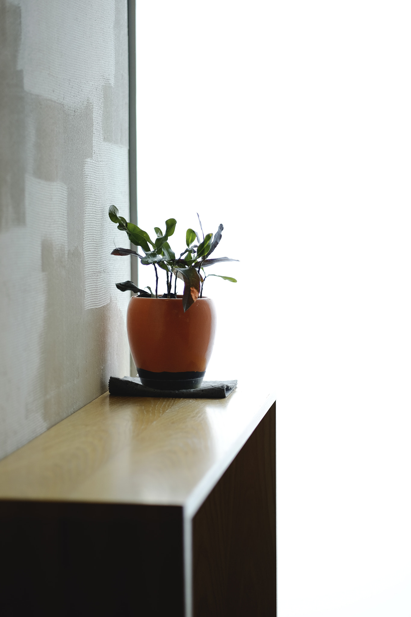 Fujifilm XF 56mm F1.2 R sample photo. Plant in a pot photography