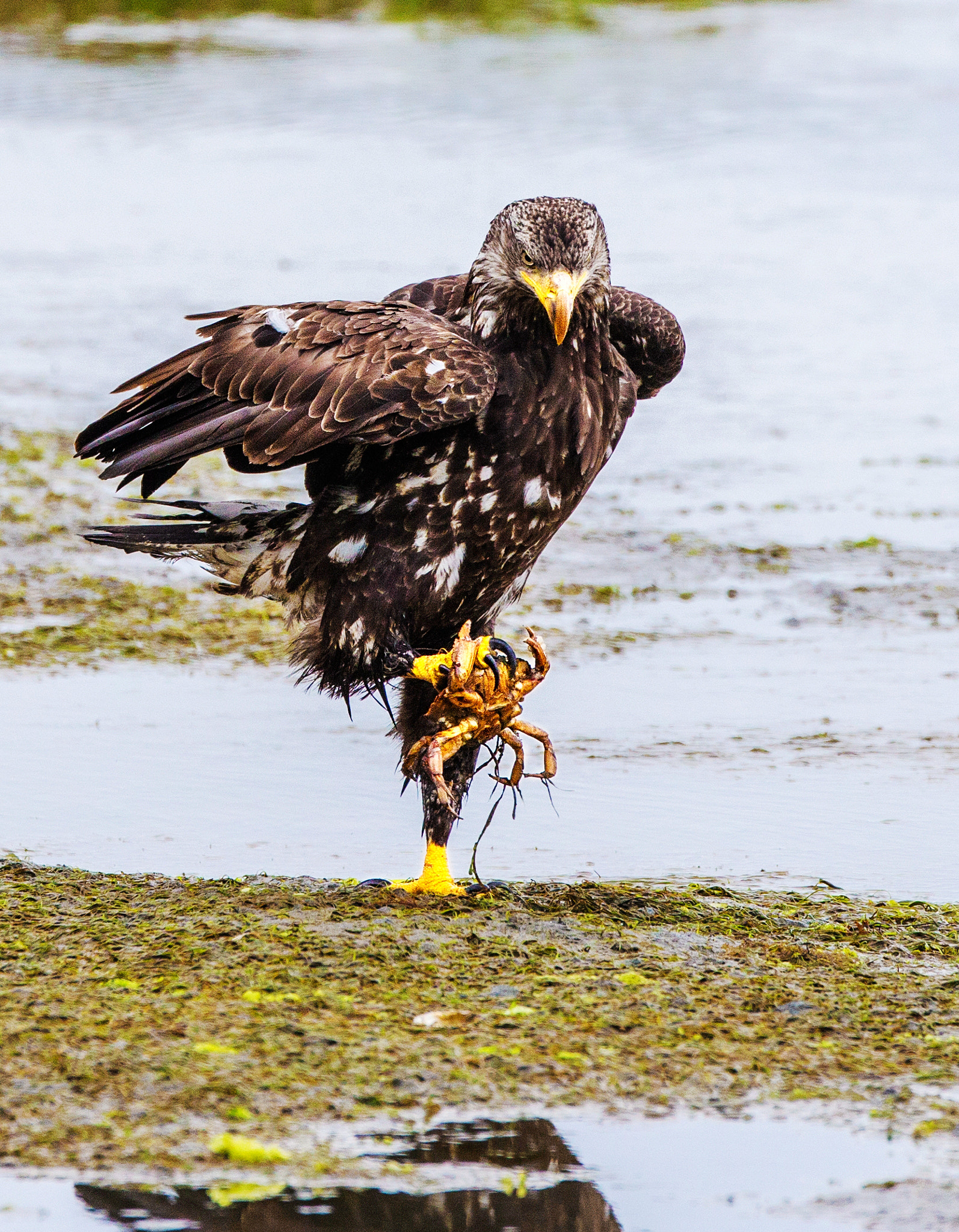 Canon EOS-1D X + Canon EF 800mm F5.6L IS USM sample photo. Ar photography