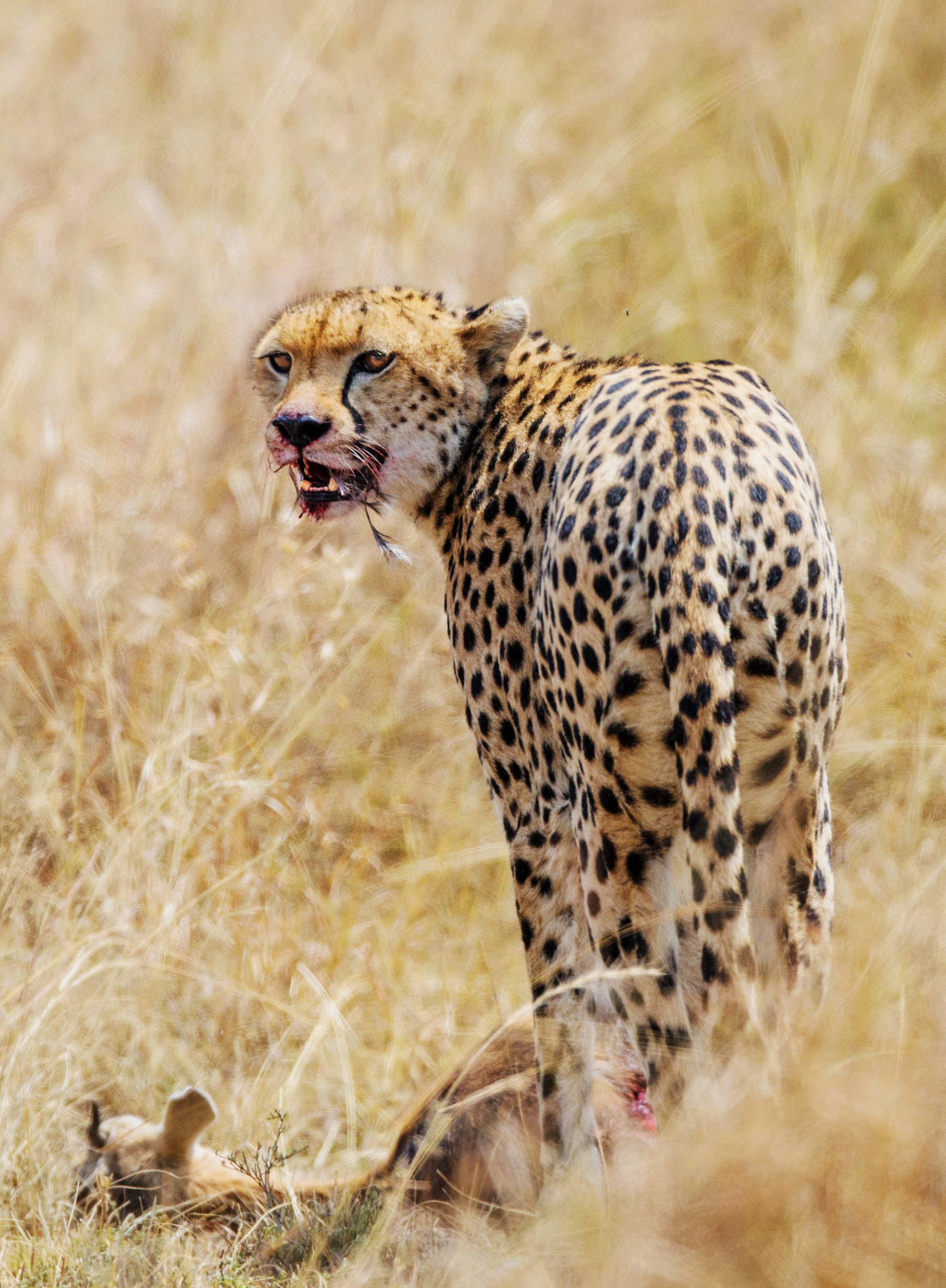 Canon EF 800mm F5.6L IS USM sample photo. Ar photography