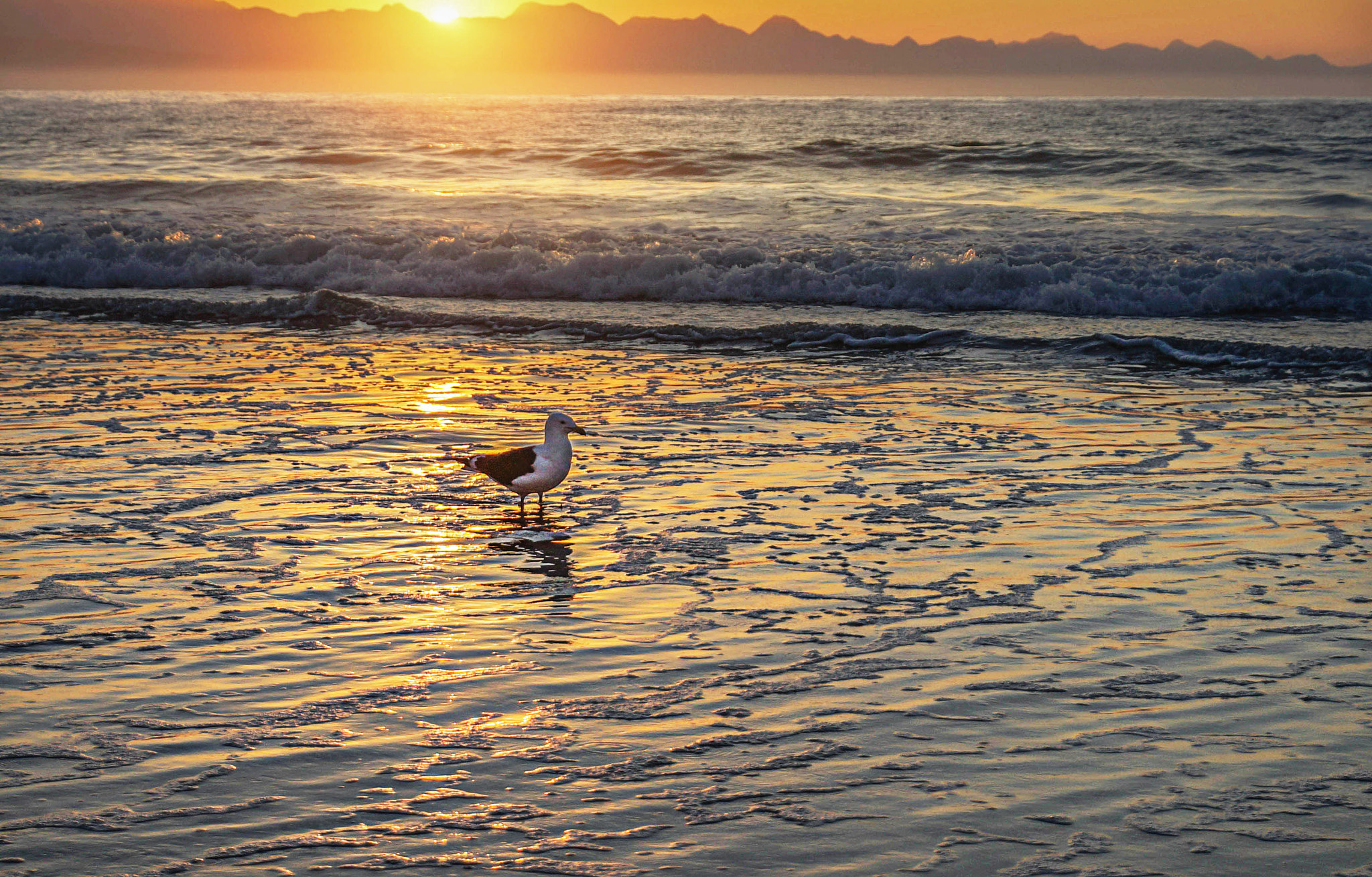 Sony DT 18-250mm F3.5-6.3 sample photo. Golden gull photography