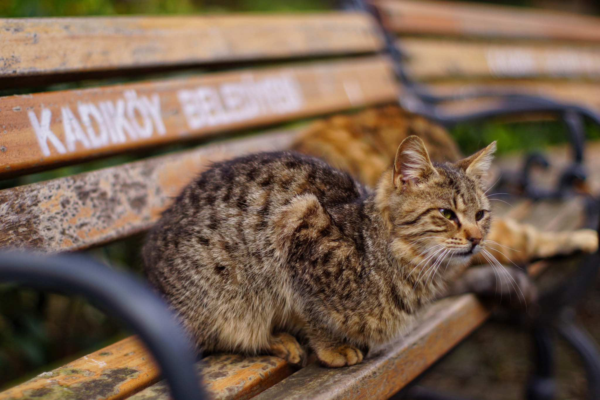 Sony SLT-A77 + Sony 50mm F1.4 sample photo