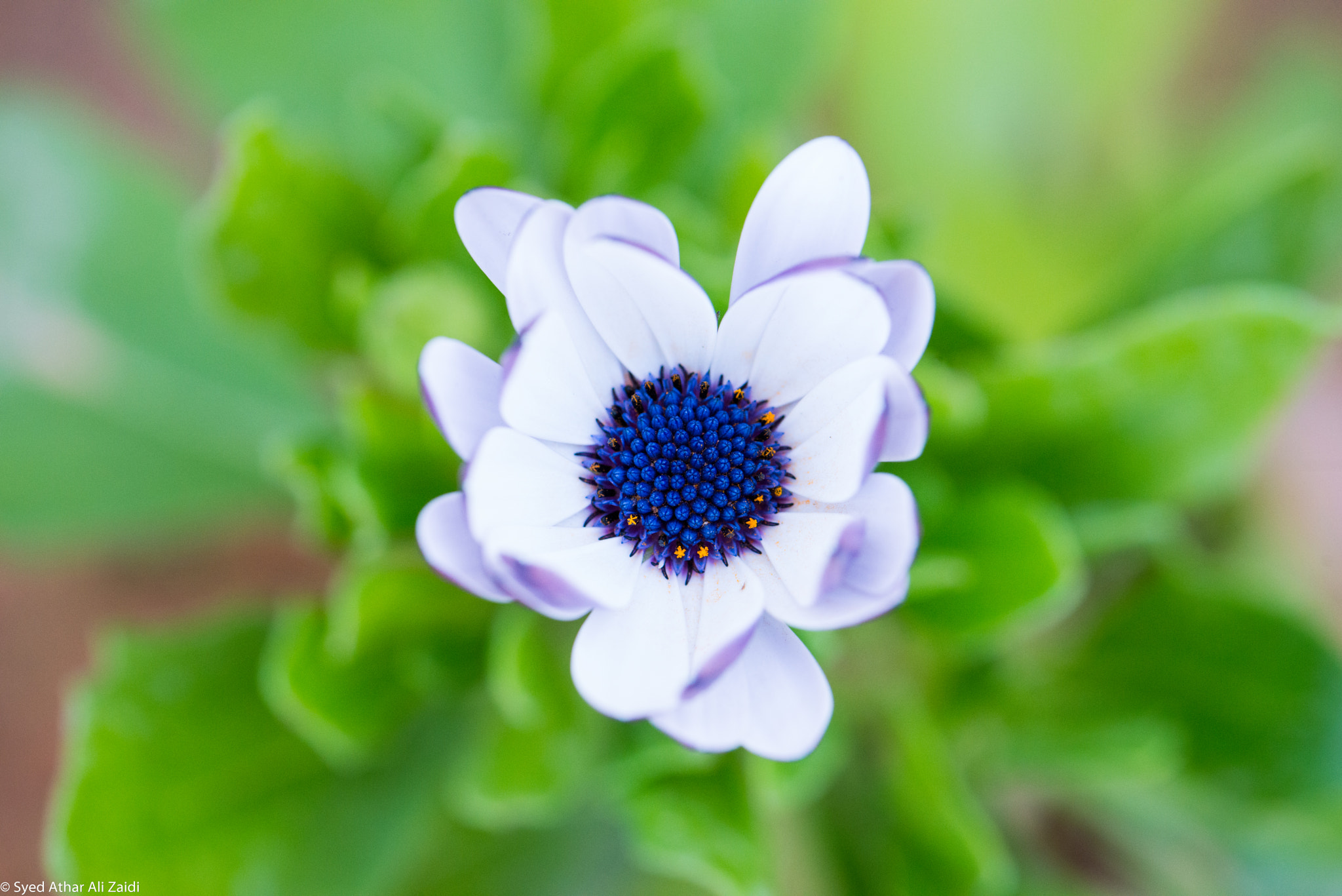 Nikon AF-S Micro-Nikkor 105mm F2.8G IF-ED VR sample photo. This beauty! photography
