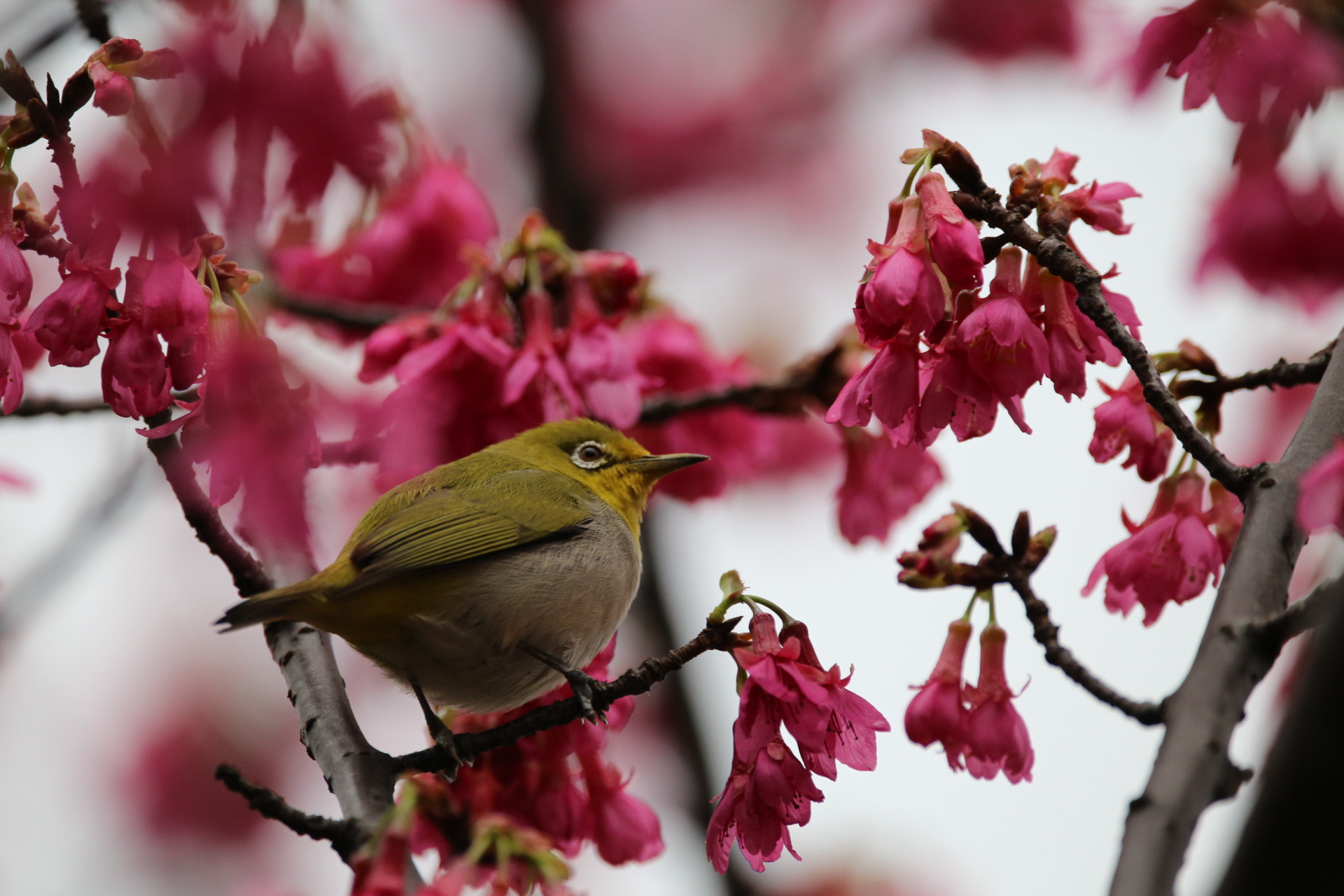 Sigma 150-600mm F5-6.3 DG OS HSM | C sample photo. White eyes photography