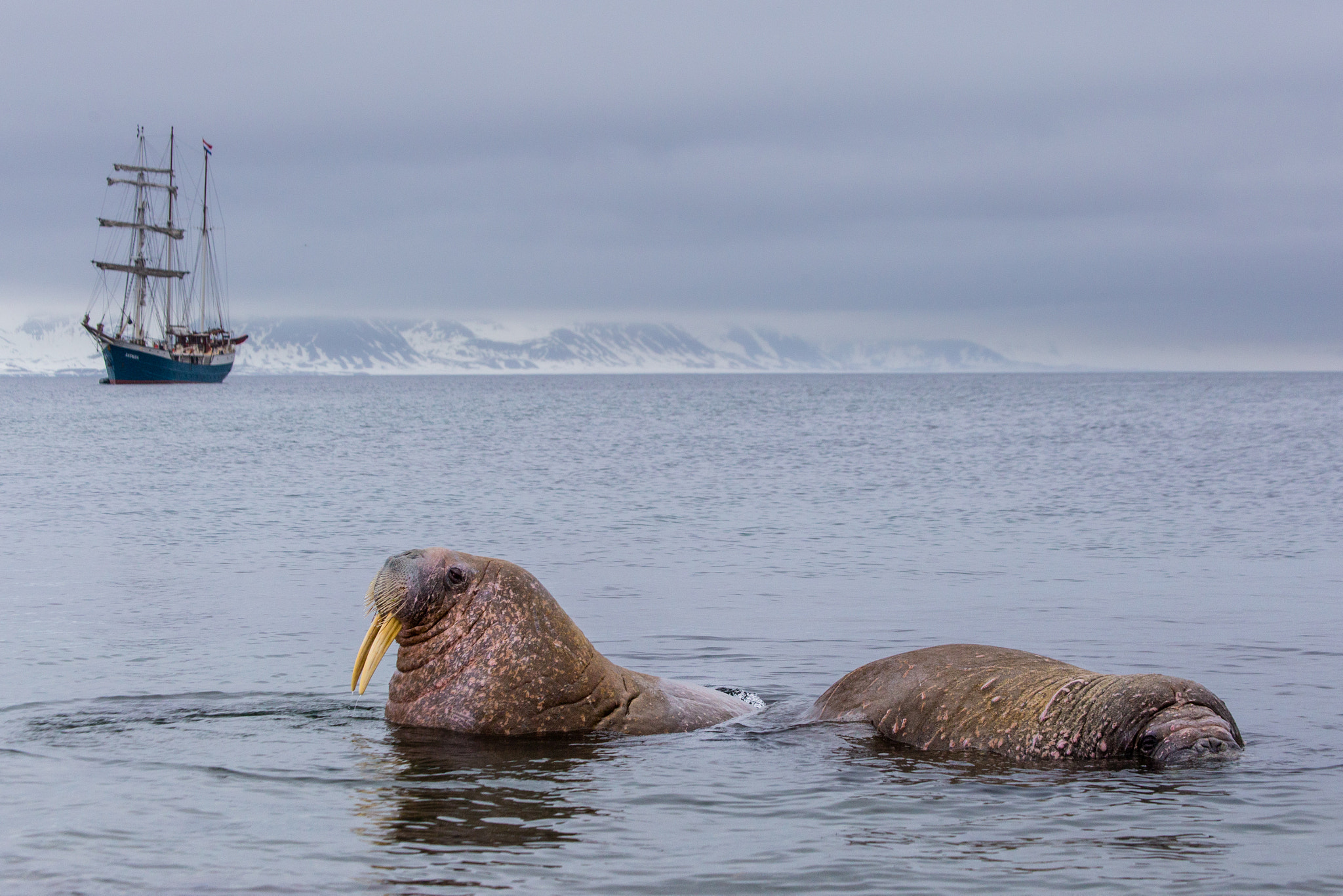 Canon EOS 6D + Canon EF 70-300mm F4.5-5.6 DO IS USM sample photo. Walrusses taking a bath next to the beach photography