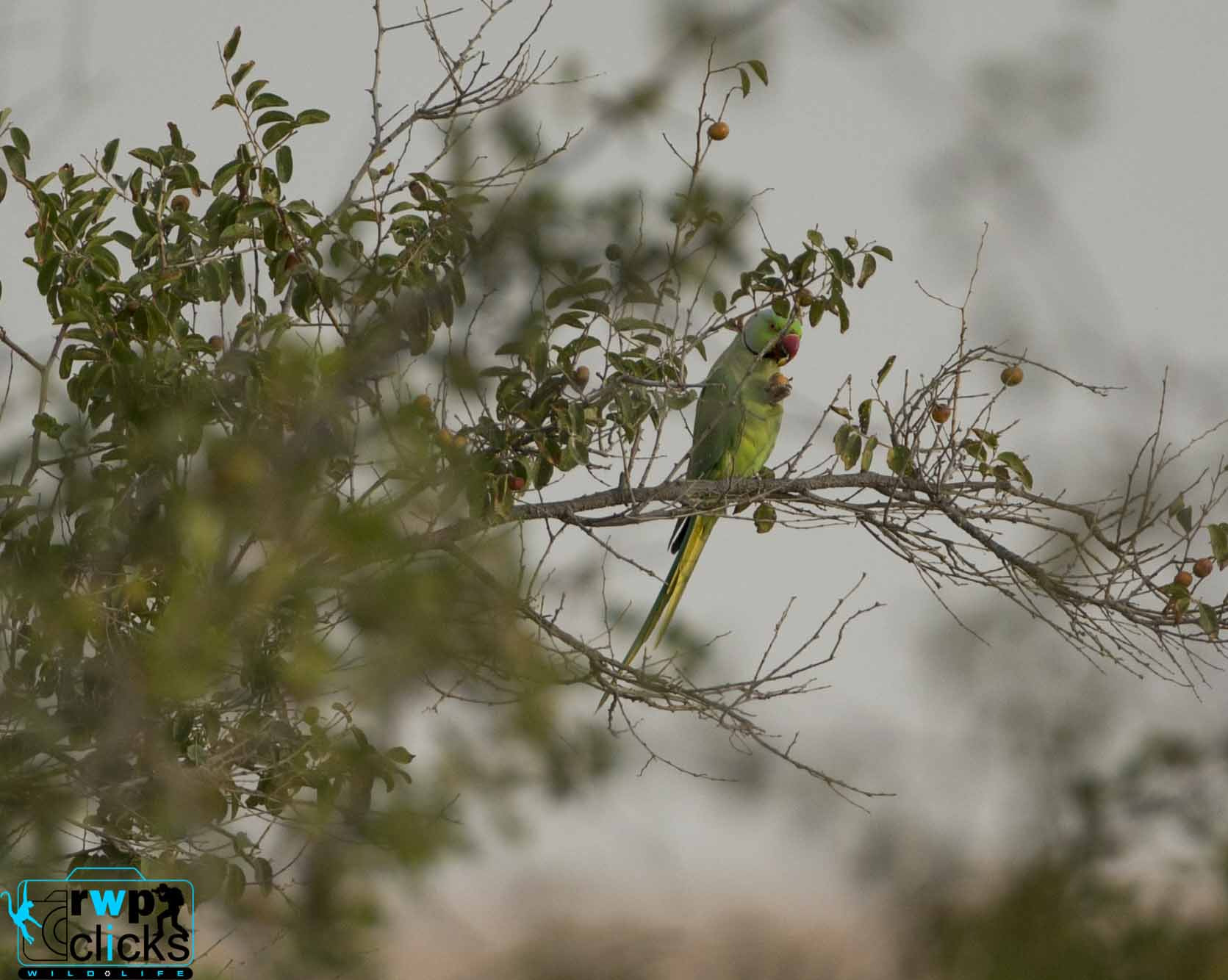 Canon EF 500mm F4L IS USM sample photo. Parakeet relishing a snack photography