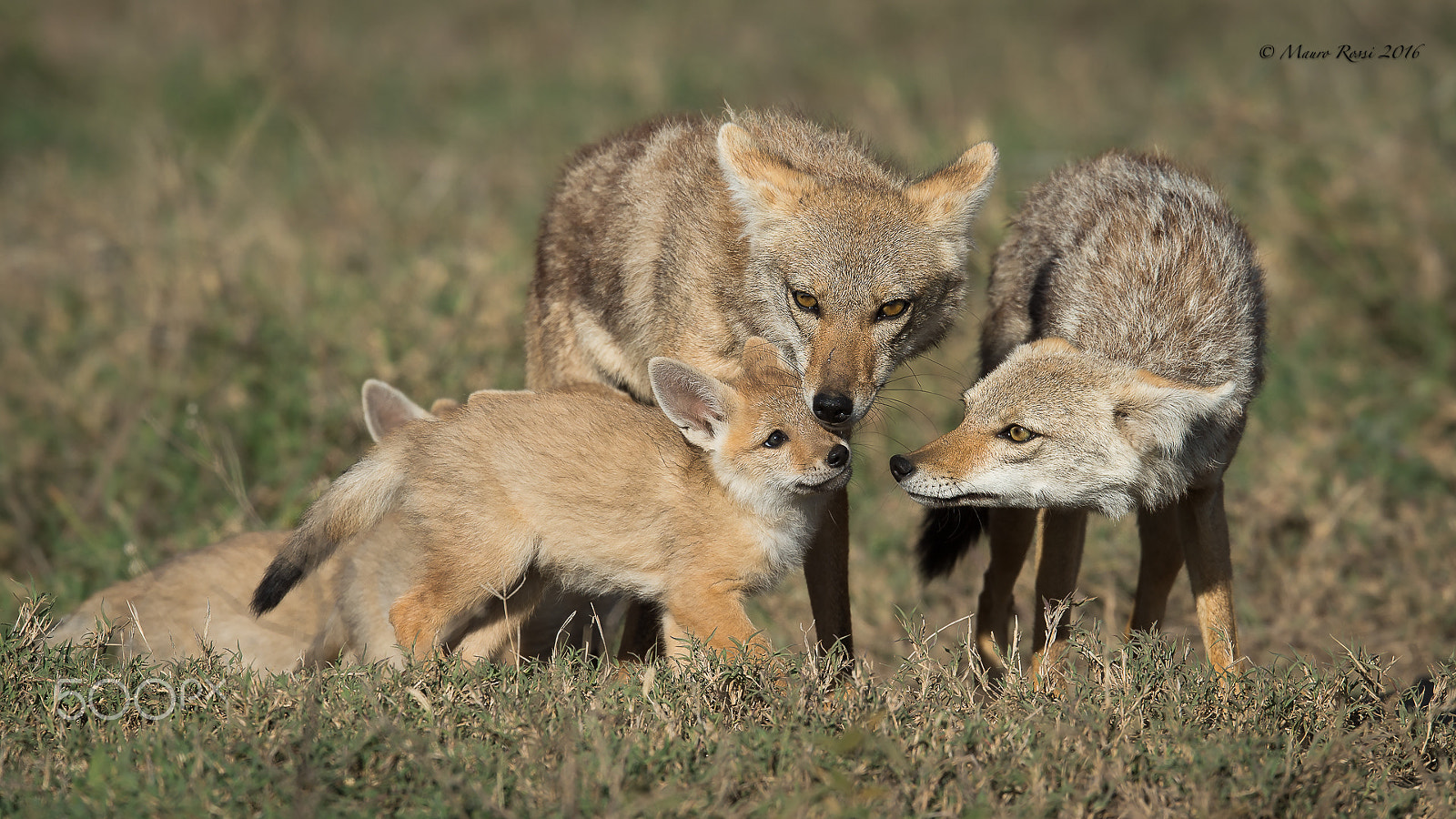 Nikon AF-S Nikkor 500mm F4E FL ED VR sample photo. "we are a family" photography