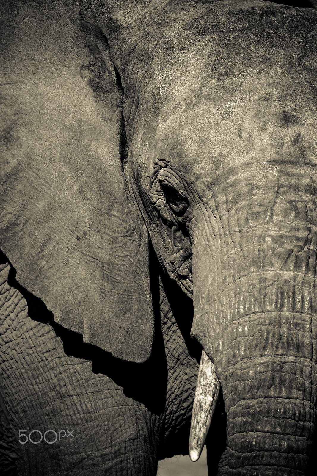 Canon EF 70-200mm F4L IS USM sample photo. Mr elephant photography