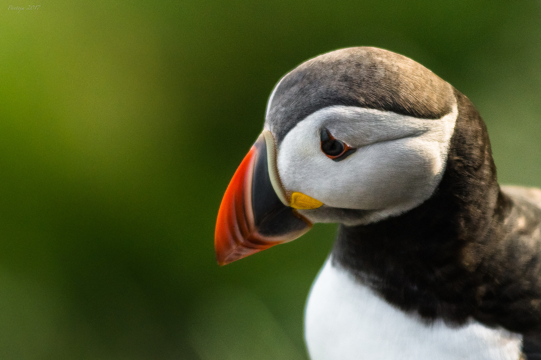 Sony SLT-A77 + Tamron SP AF 70-200mm F2.8 Di LD (IF) MACRO sample photo. Atlantic puffin photography