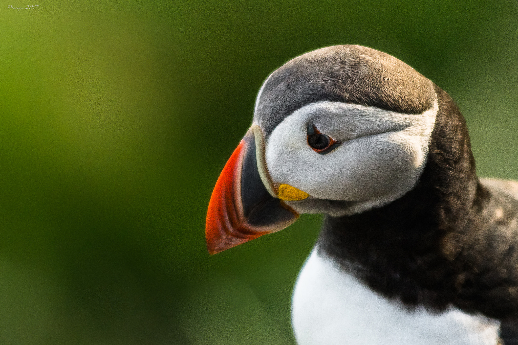 Tamron SP AF 70-200mm F2.8 Di LD (IF) MACRO sample photo. Atlantic puffin photography