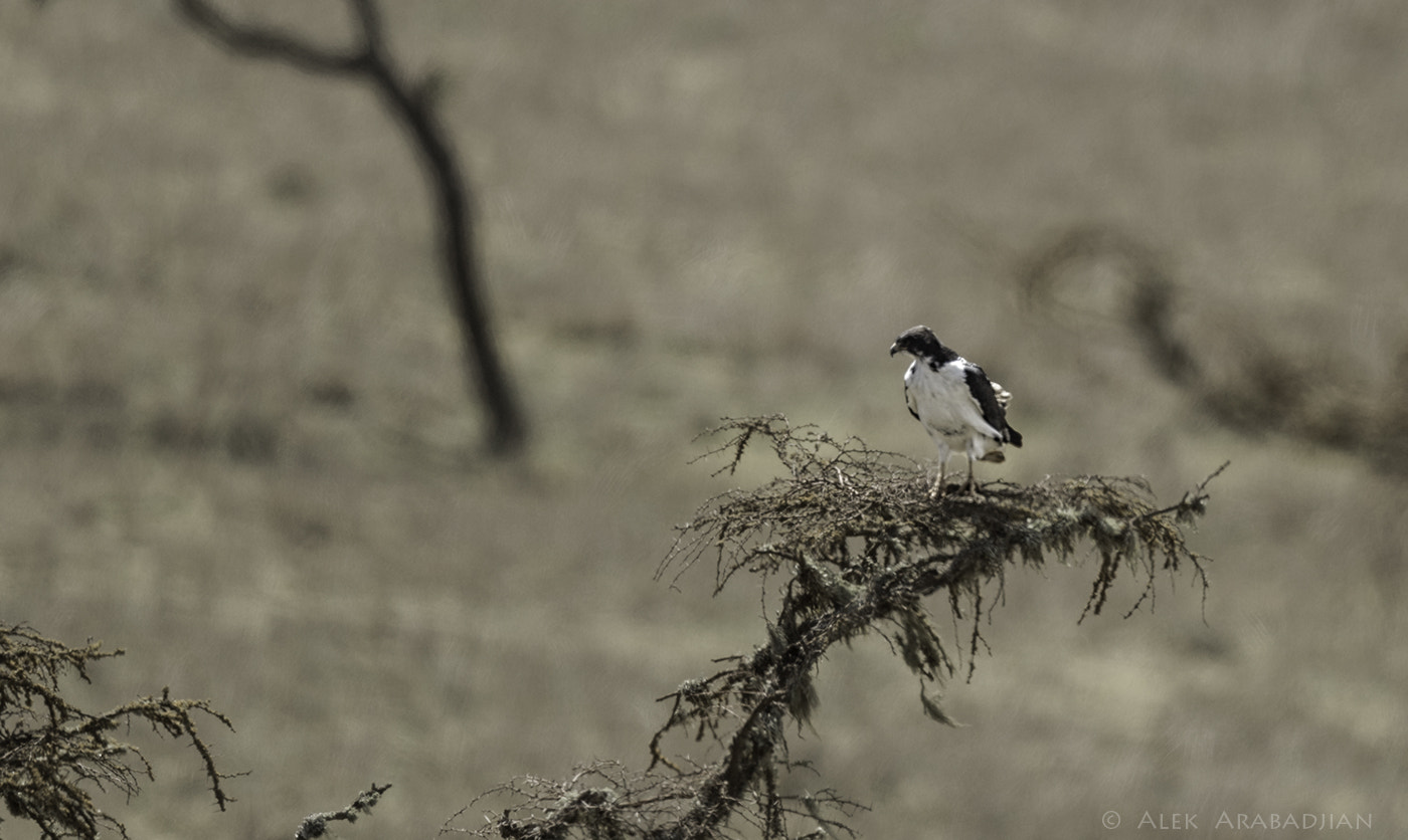 Nikon AF-S Nikkor 800mm F5.6E FL ED VR sample photo. The roman bird photography