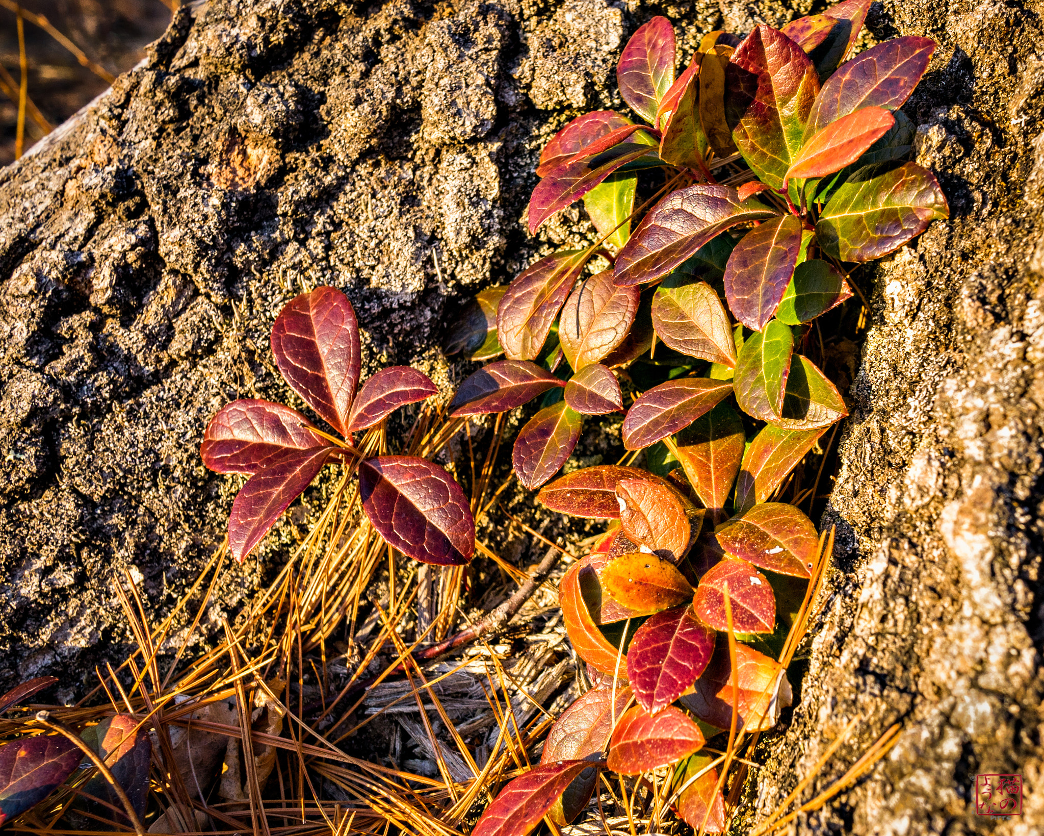 Sony a7 sample photo. Small spectrum photography