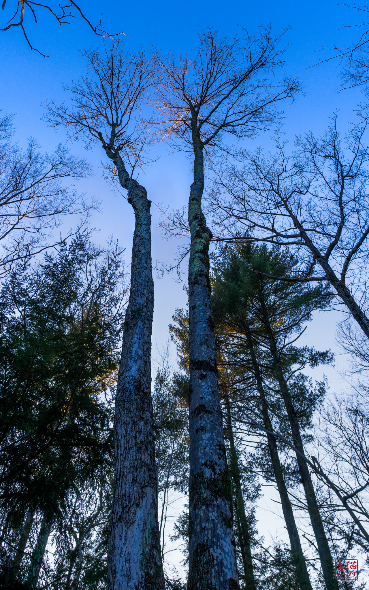 Sony a7 + Sony Sonnar T* E 24mm F1.8 ZA sample photo. Look up photography