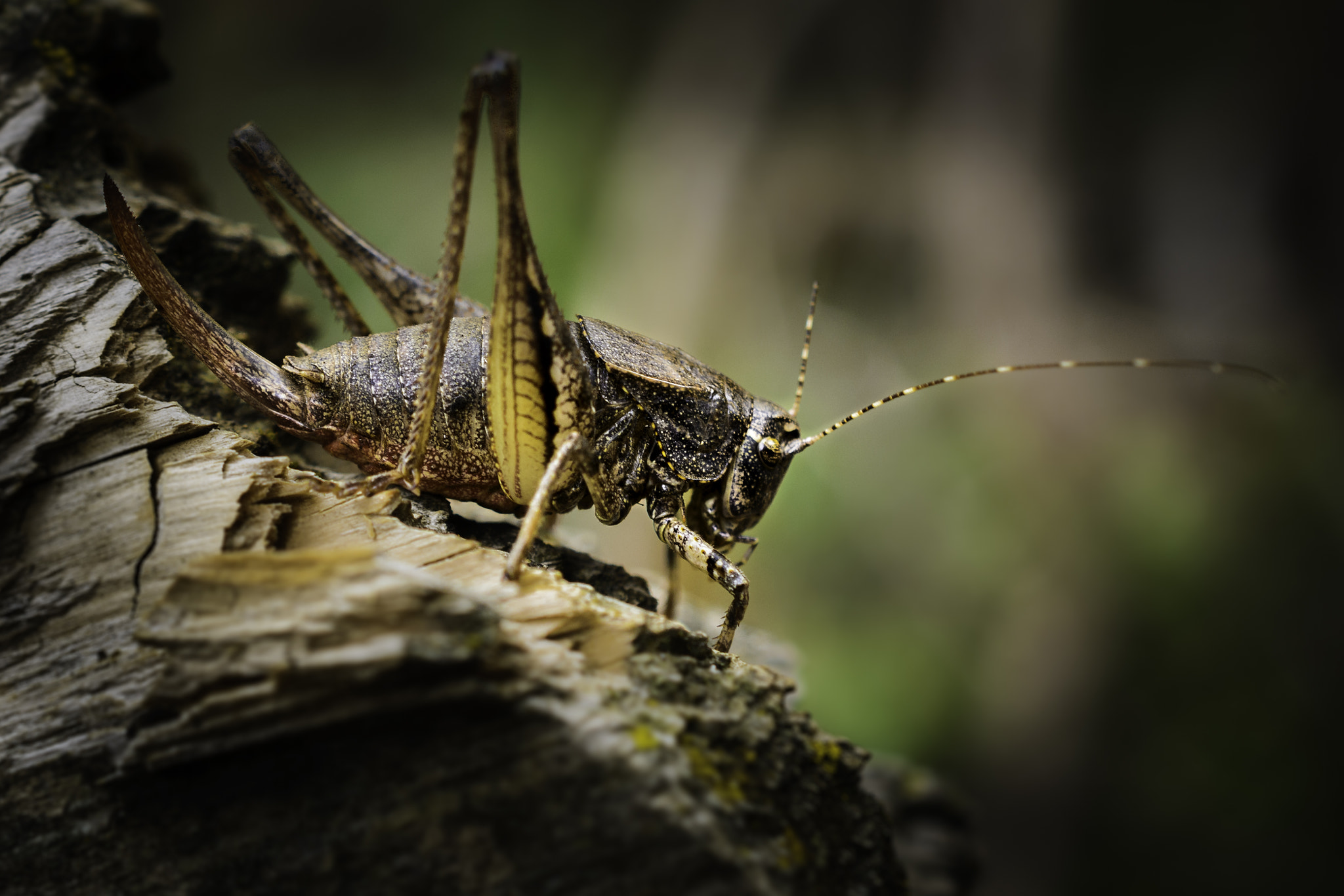 Nikon D7100 sample photo. Armored cricket photography