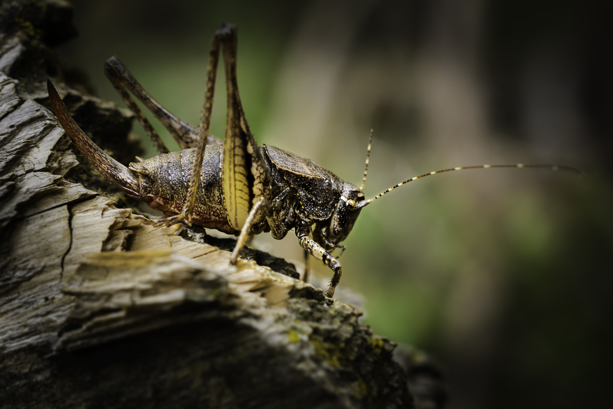 Nikon AF-S DX Micro Nikkor 40mm F2.8 sample photo. Armored cricket photography