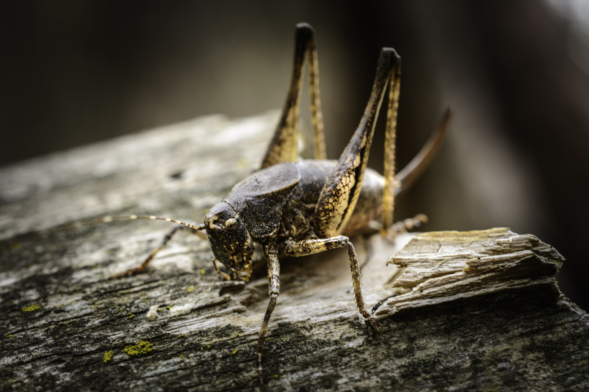 Nikon AF-S DX Micro Nikkor 40mm F2.8 sample photo. Armored cricket 2 photography