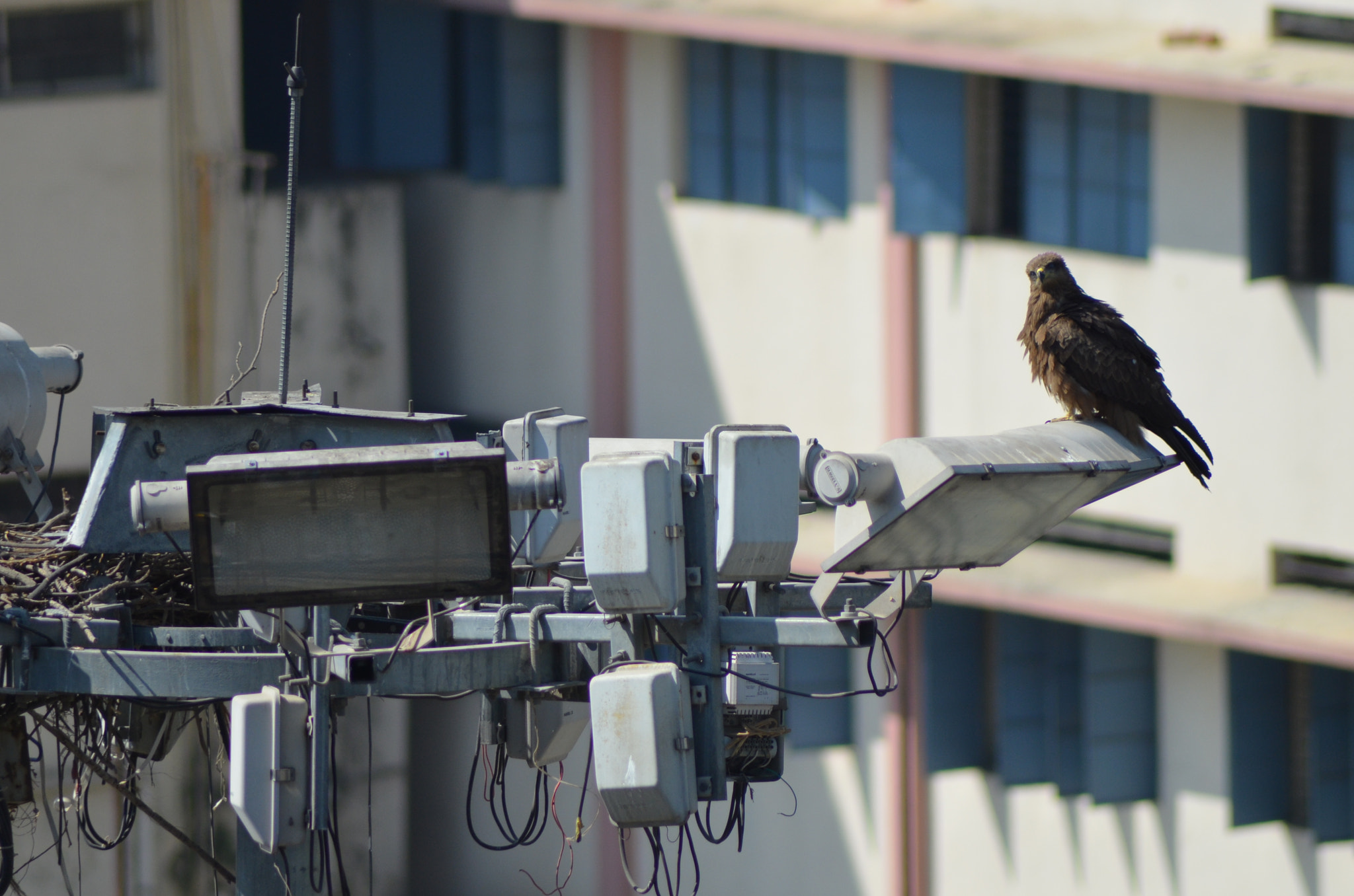 Nikon AF Nikkor 70-300mm F4-5.6G sample photo