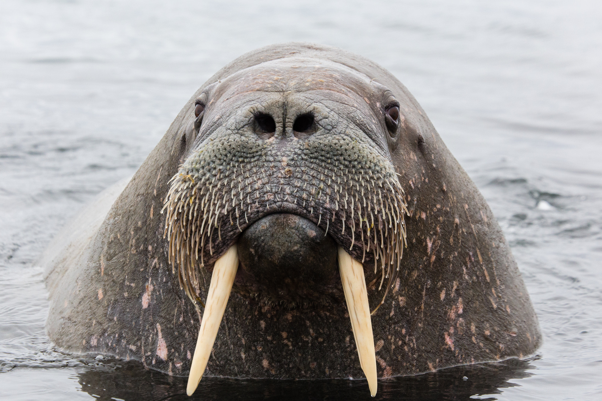 Canon EOS 6D sample photo. Walrus next to me photography