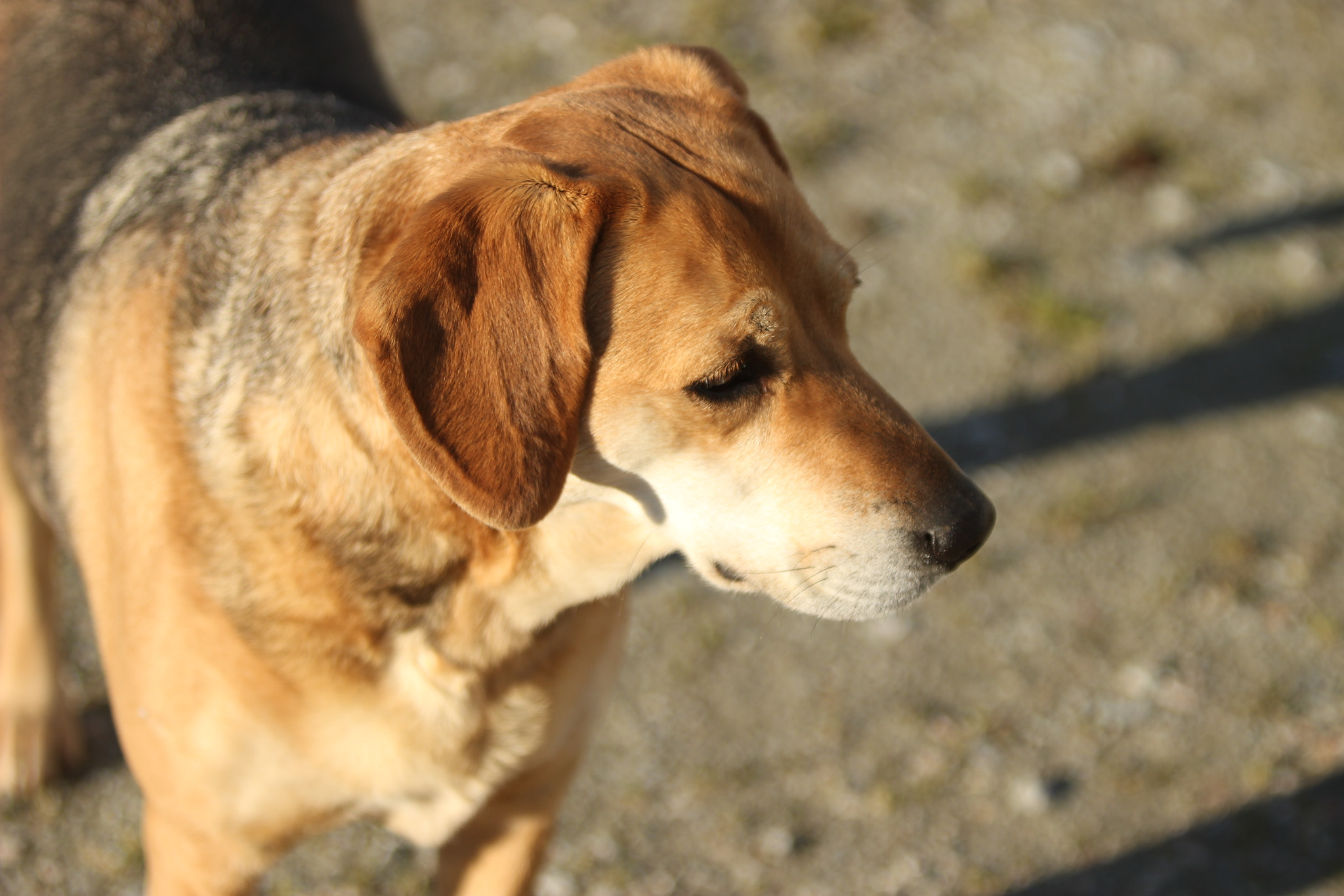 Canon EF 70-200mm F2.8L IS USM sample photo