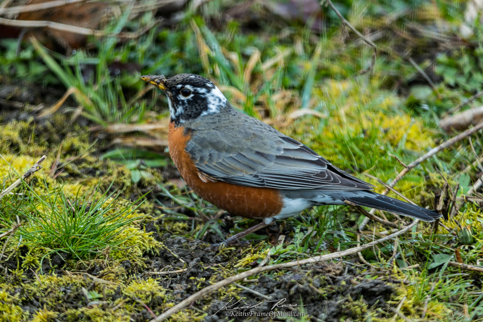 Canon EOS-1D X Mark II + Canon EF 600mm F4L IS II USM sample photo. Robin with leucism (partial pigment loss) photography