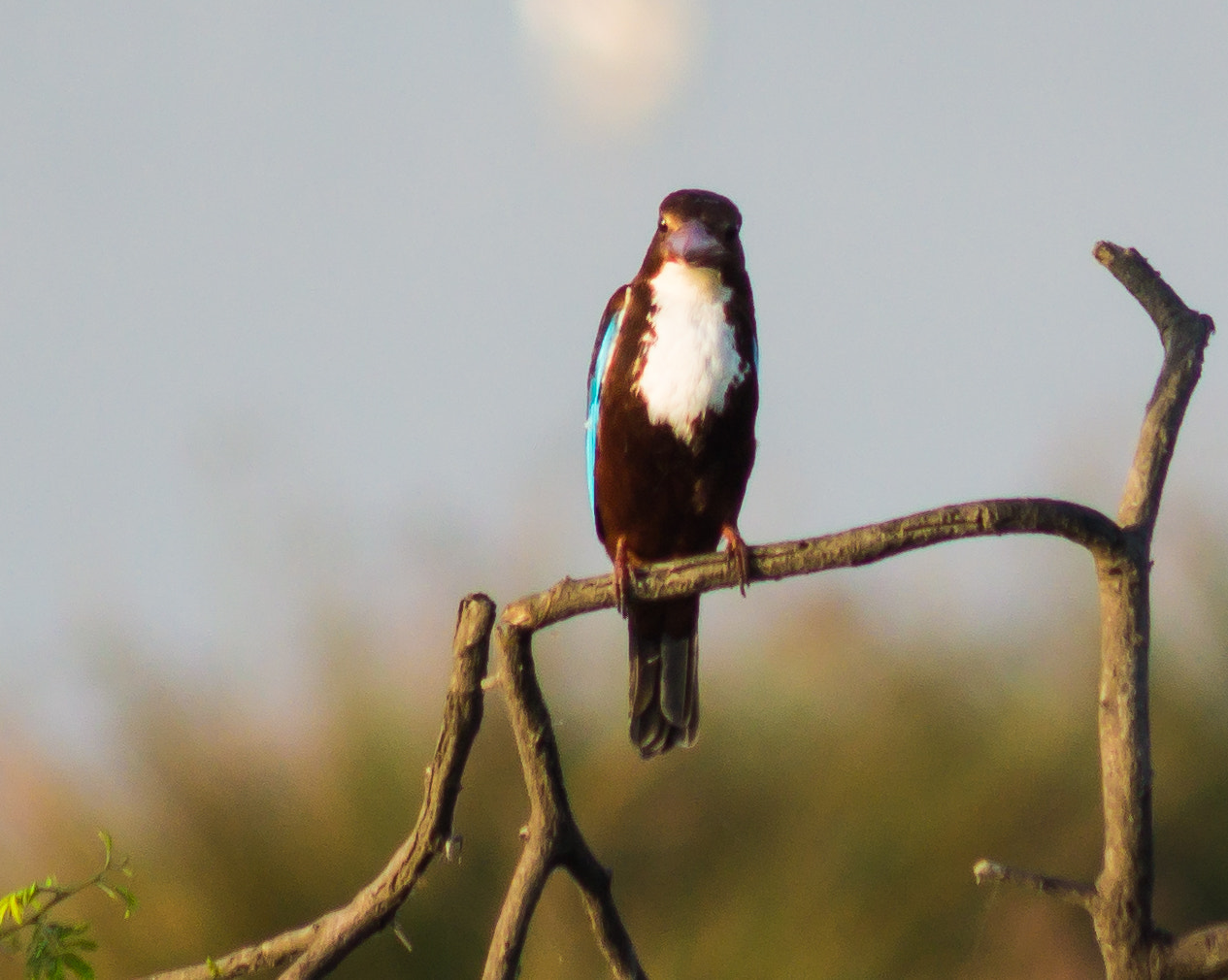 Sony 75-300mm F4.5-5.6 sample photo. Kingfisher  photography