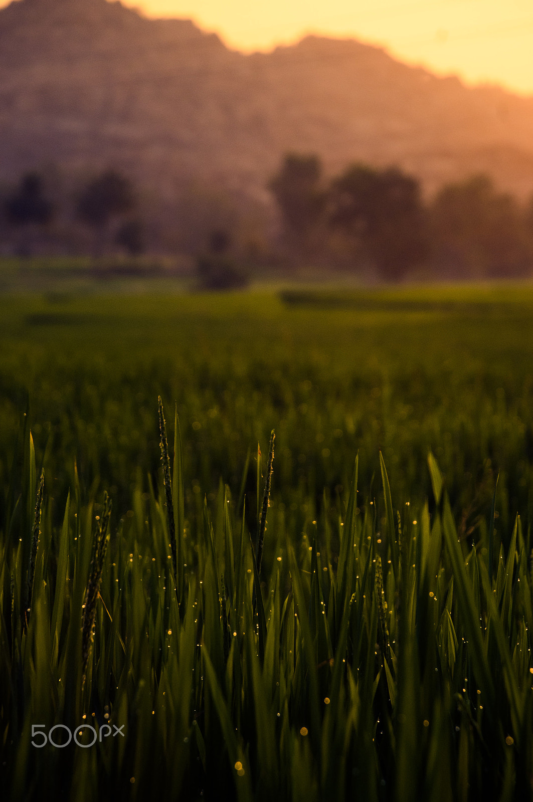 Nikon D300 sample photo. Subha (morning) photography