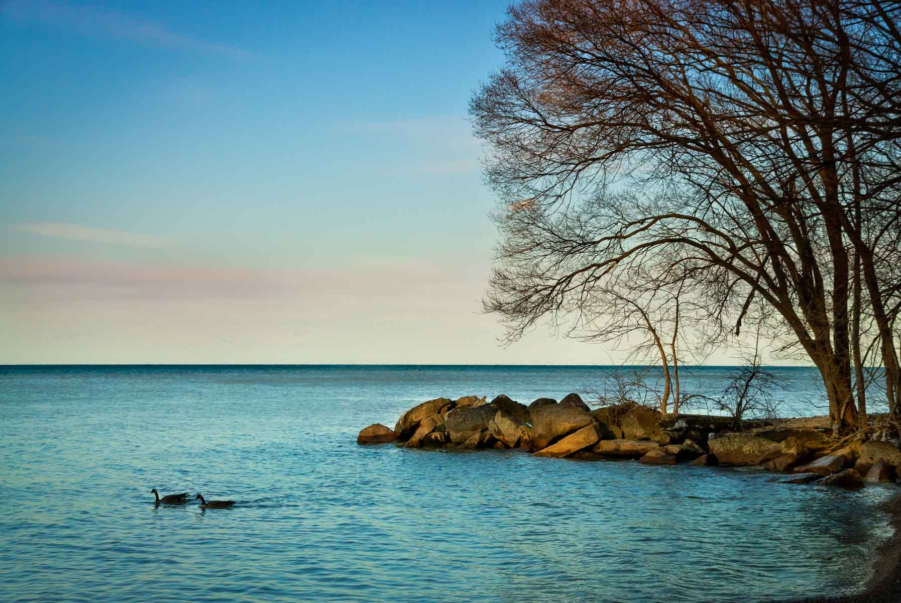 Sony Alpha DSLR-A500 sample photo. Geese on the lake photography