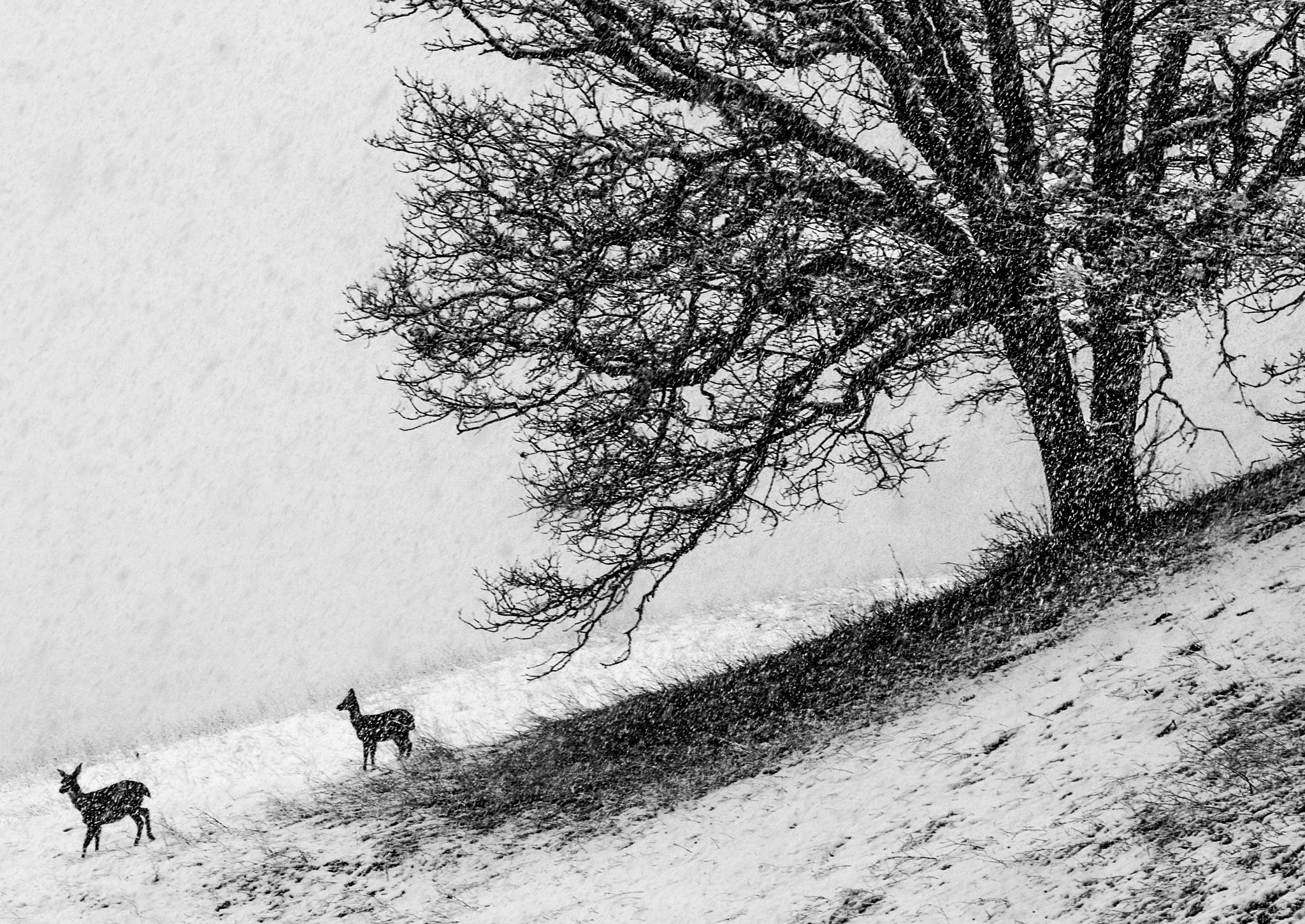 Nikon D200 sample photo. Snowy deer photography